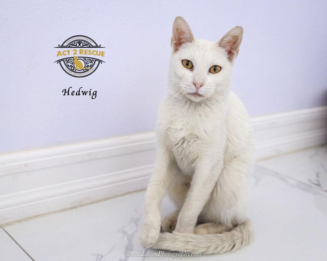 Enlarge Hedwig, a Adoptable Domestic Short Hair in Riverside, CA image 2/3