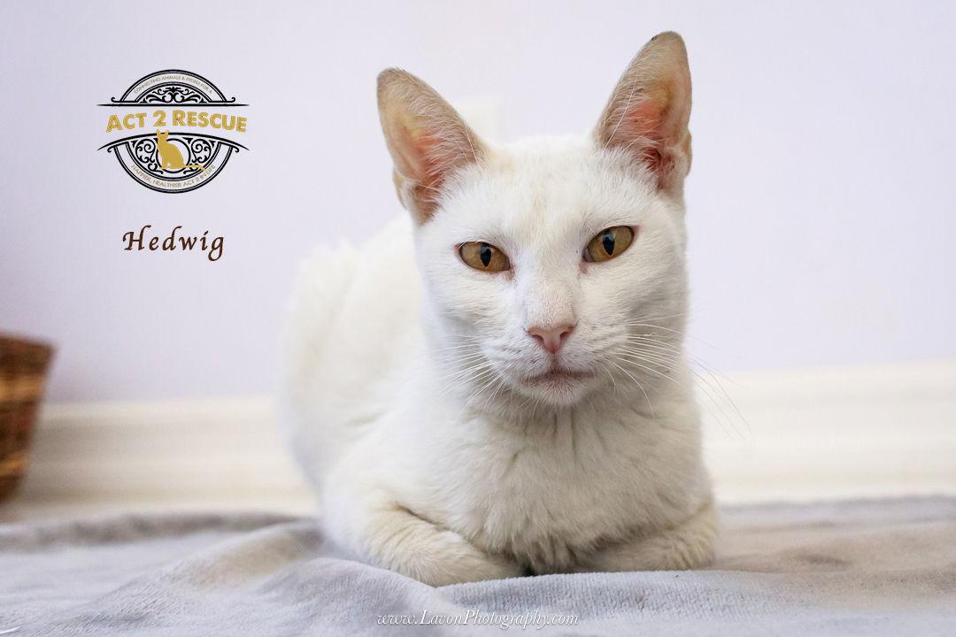 Enlarge Hedwig, a Adoptable Domestic Short Hair in Riverside, CA image 3/3