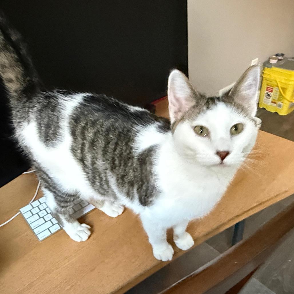 Coco Pop — thumbnail 2