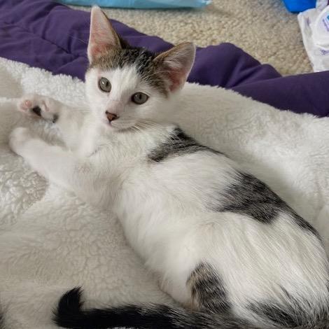 Coco Pop — thumbnail 3