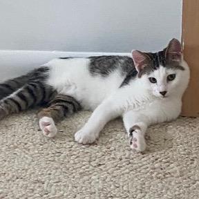 Coco Pop — thumbnail 4