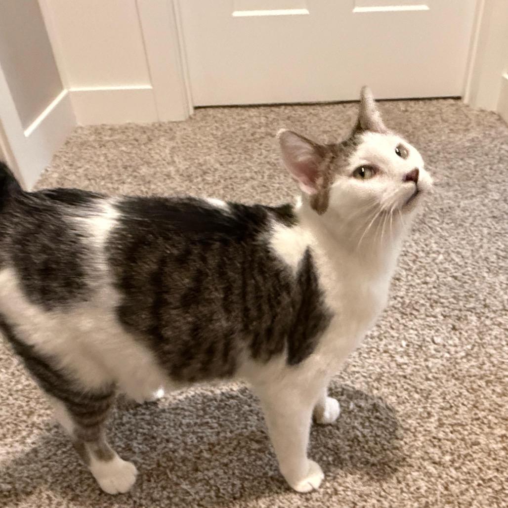 Coco Pop — thumbnail 5