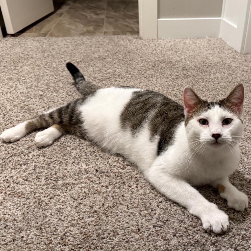 Coco Pop — thumbnail 6