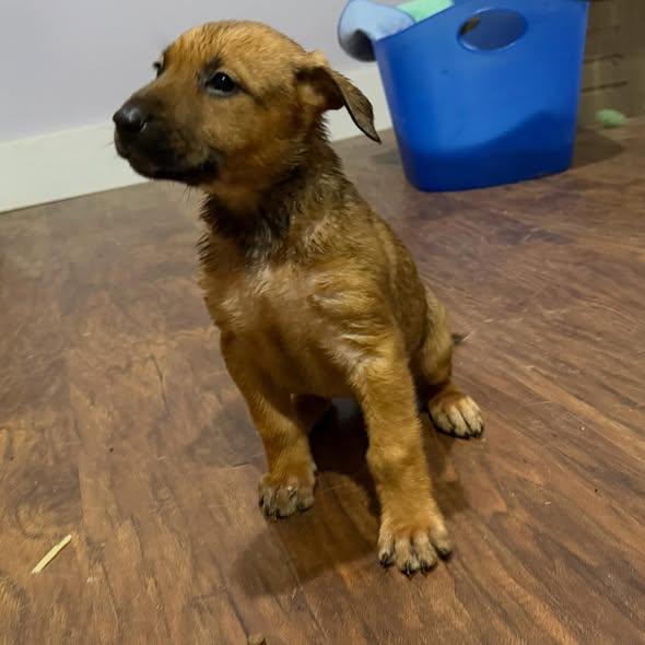 Puppy Bunch thumbnail 2