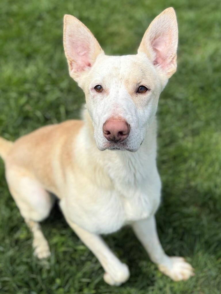 Enlarge BOSCO, a Adoptable mixed breed in Belmont, NY image 5/6