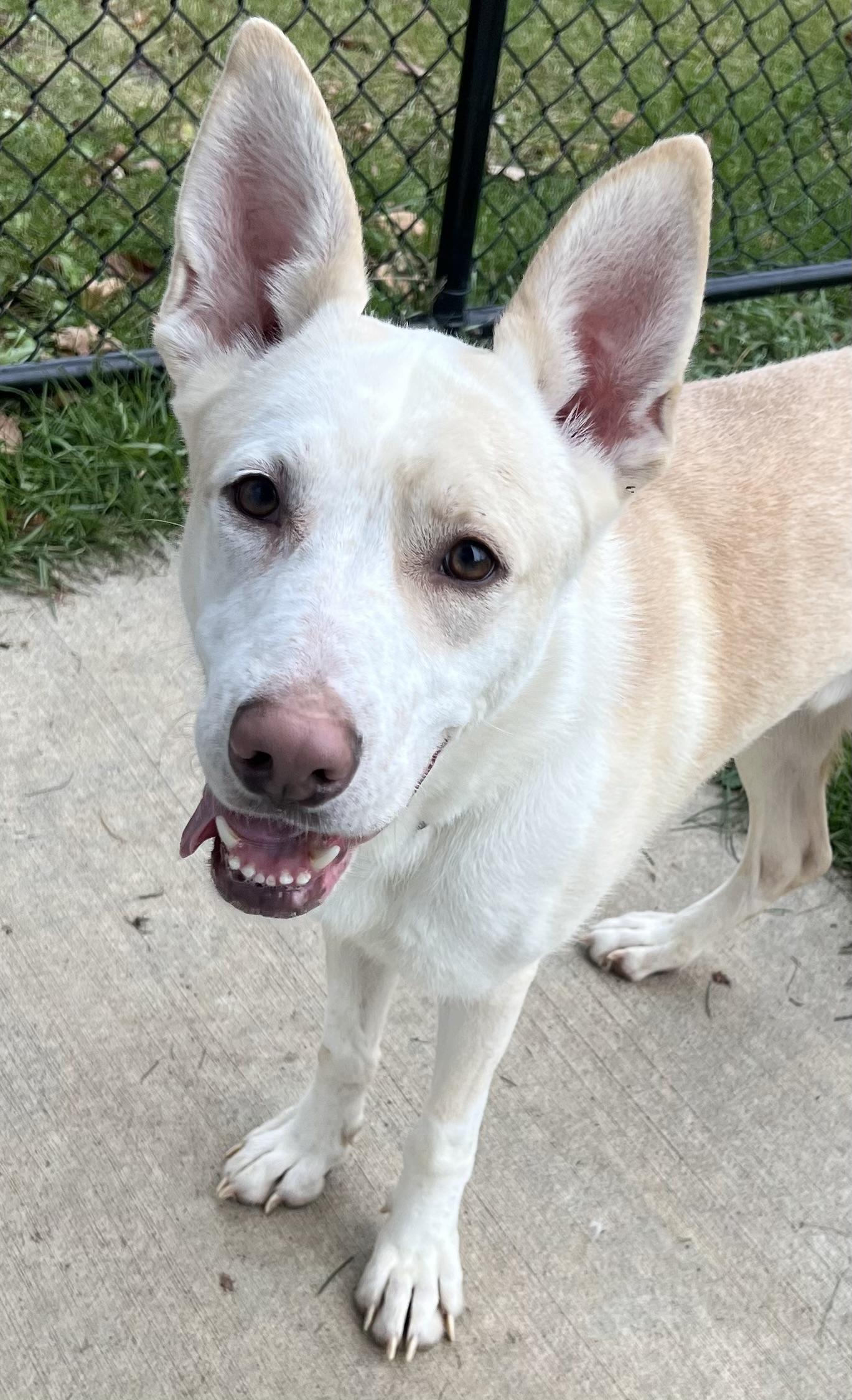 Enlarge BOSCO, a Adoptable mixed breed in Belmont, NY image 2/6