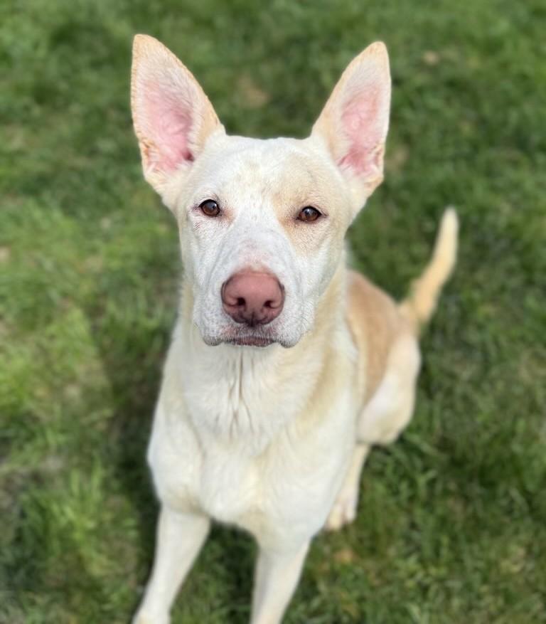 Enlarge BOSCO, a Adoptable mixed breed in Belmont, NY image 4/6