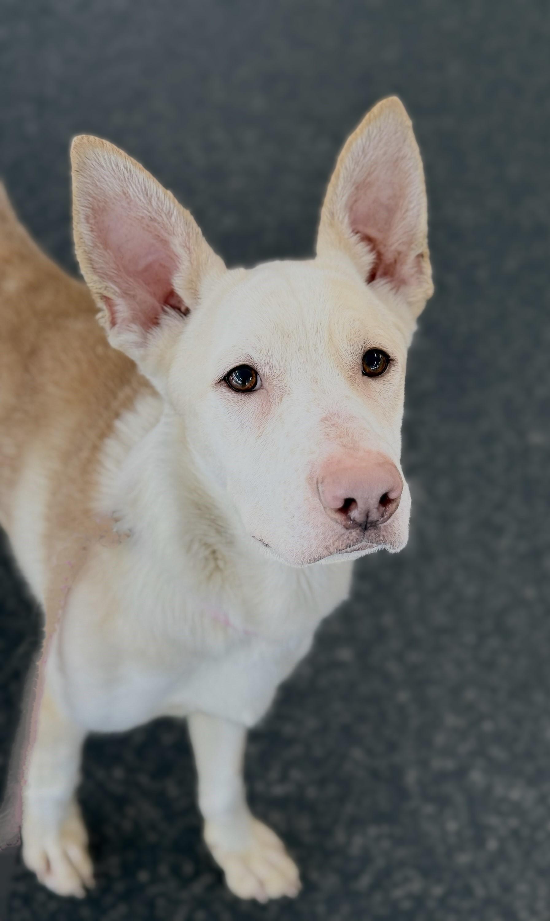 Enlarge BOSCO, a Adoptable mixed breed in Belmont, NY image 6/6