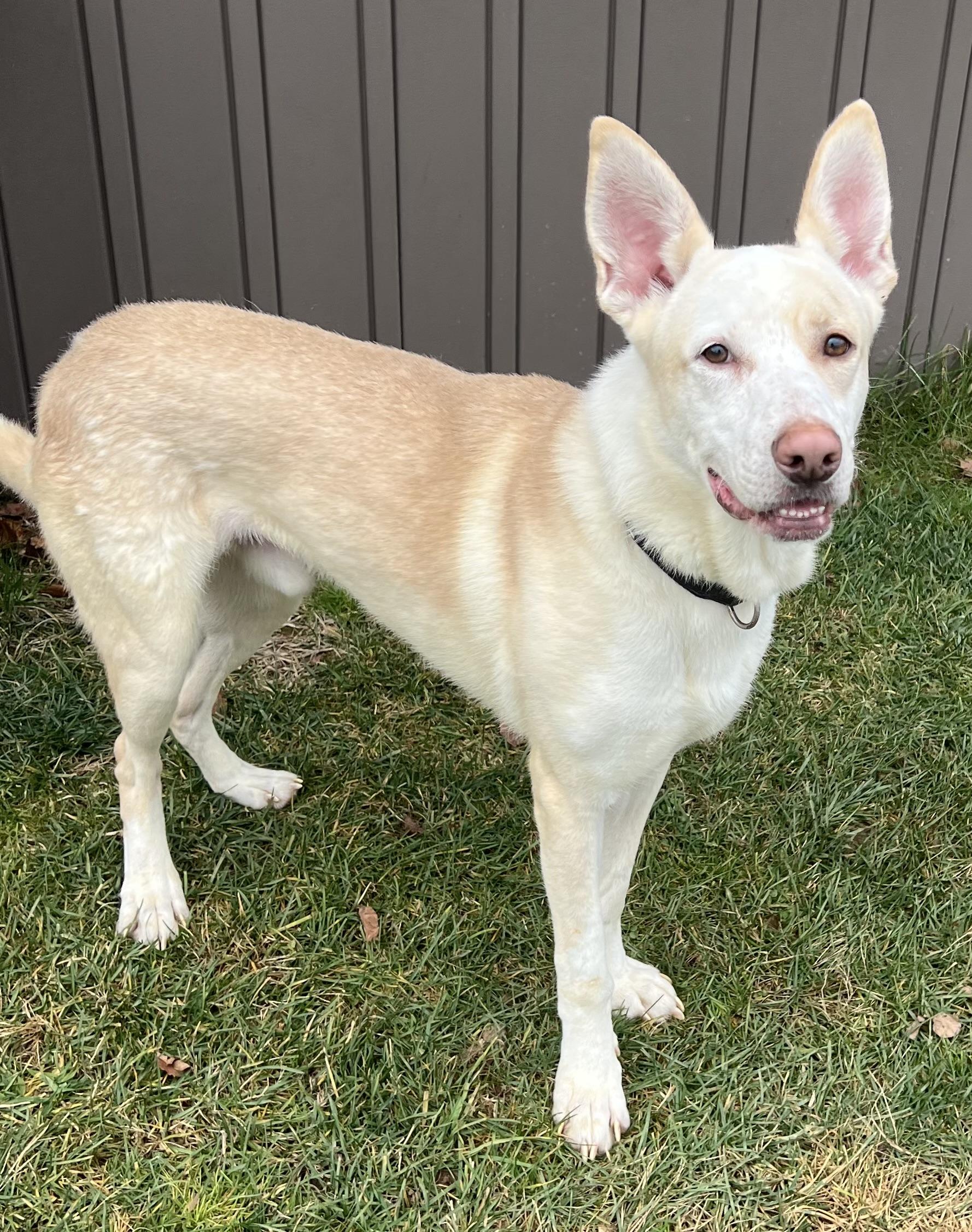 Enlarge BOSCO, a Adoptable mixed breed in Belmont, NY image 3/6