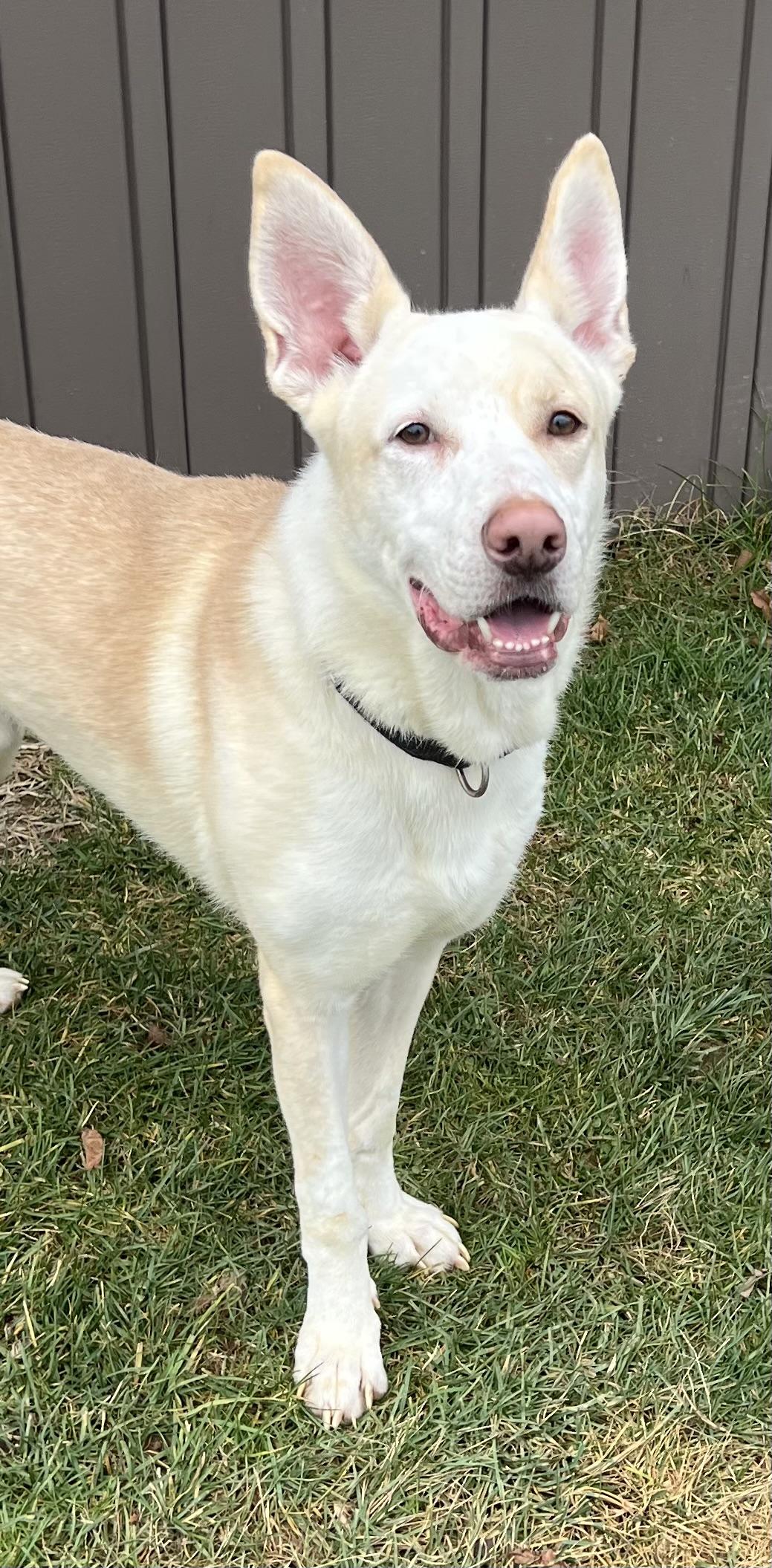 BOSCO, Adoptable, Young Male Yellow Labrador Retriever & Cattle Dog.