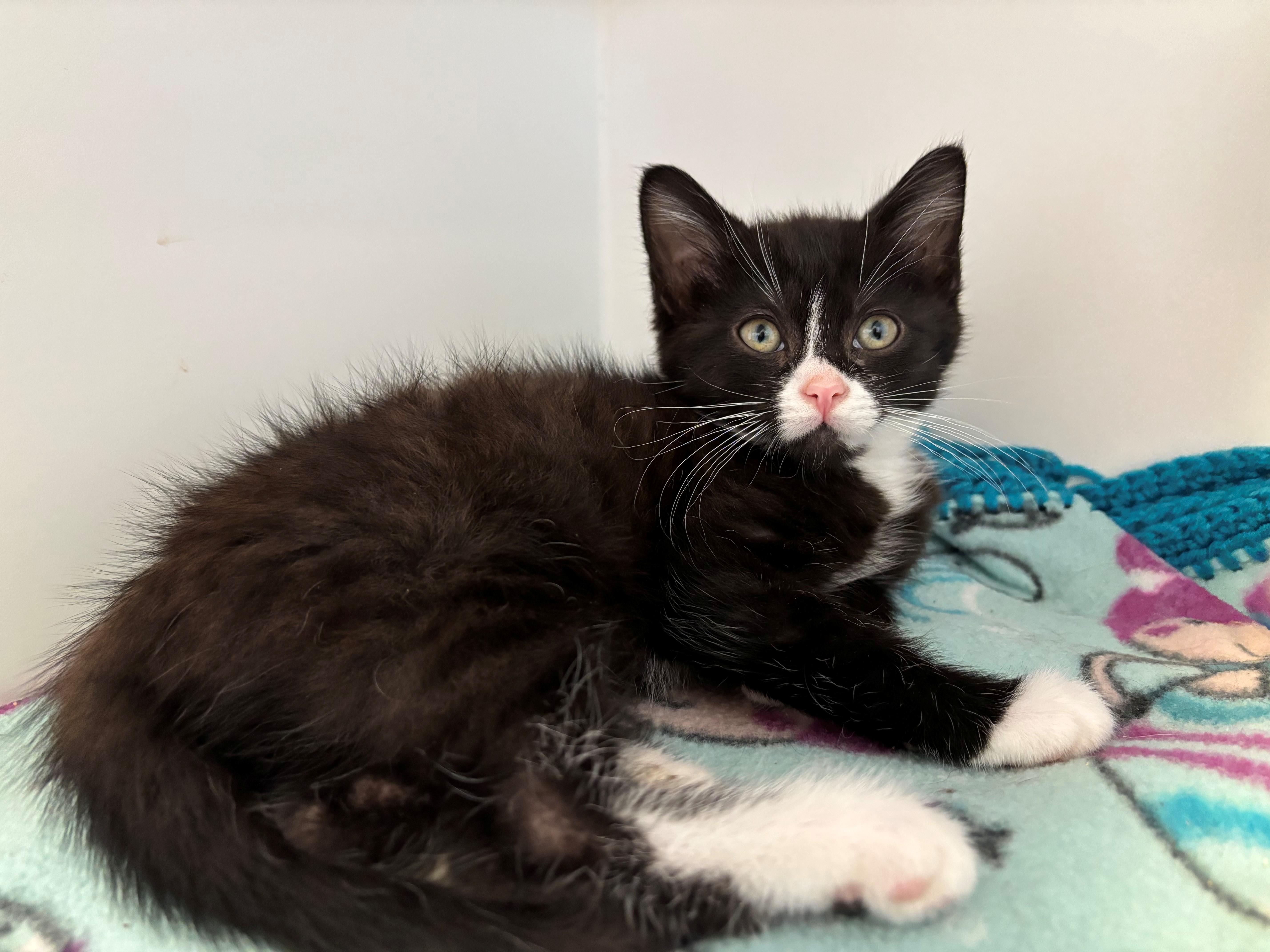 Lil Sketti, a Adoptable Domestic Medium Hair in Grants Pass, OR image 2/3