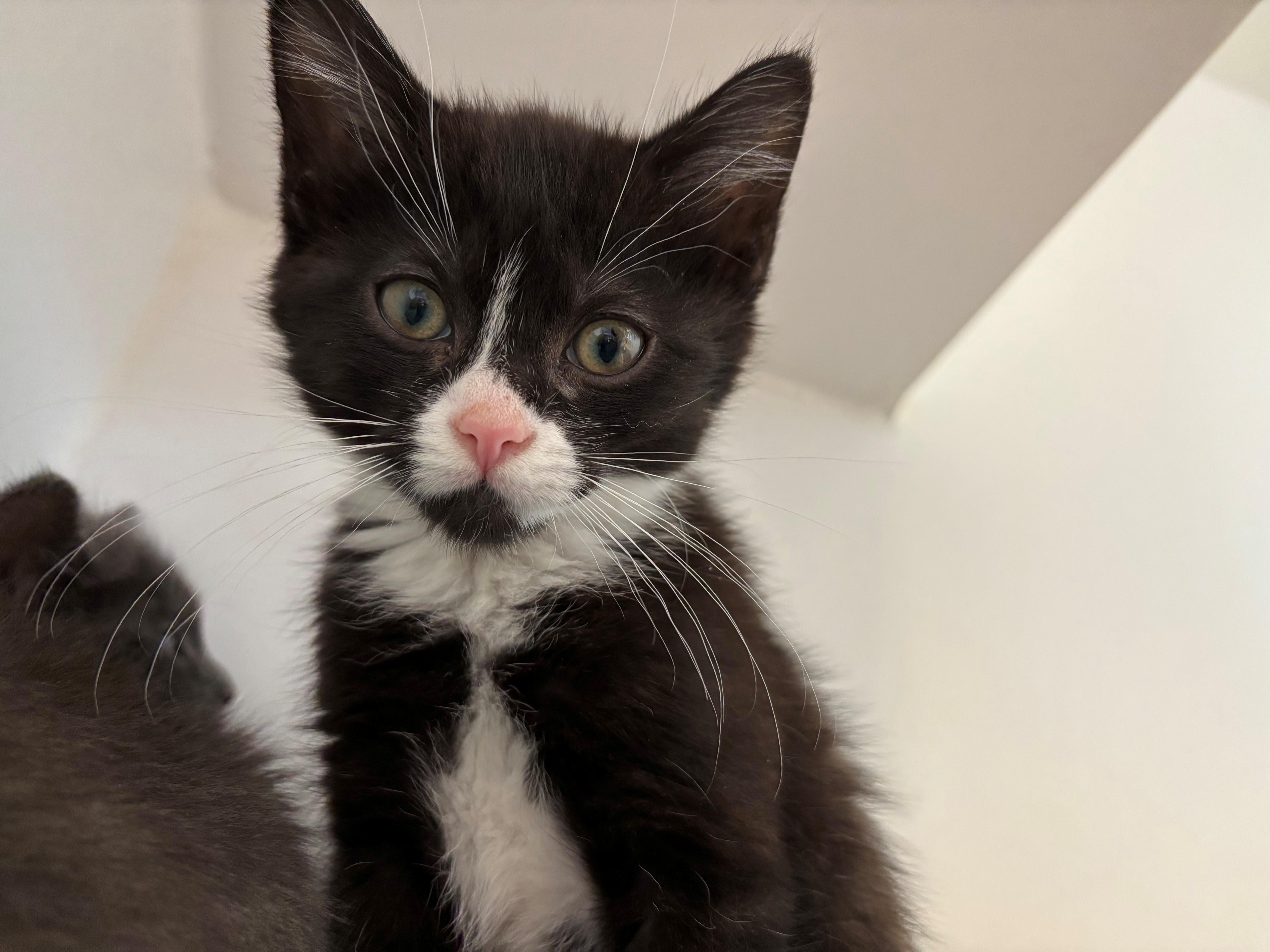 Lil Sketti, Adoptable, Kitten Male Domestic Medium Hair.