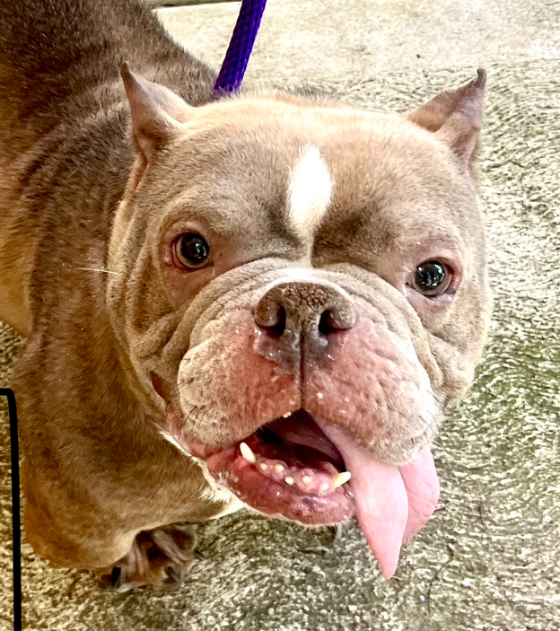 Olga - Adoption Pending