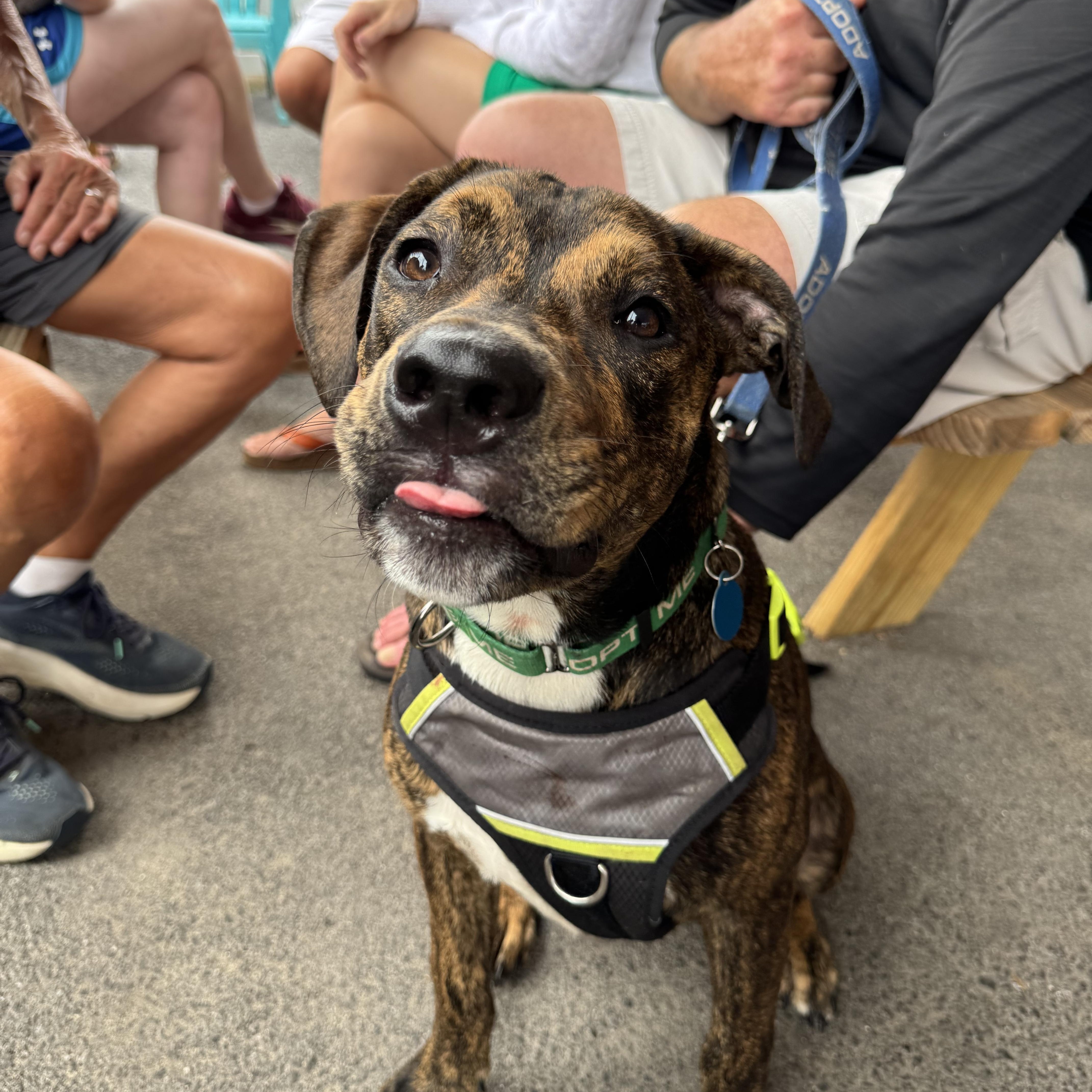 Enlarge Winston, a ADOPTABLE mixed breed in Avondale, PA image 6/6