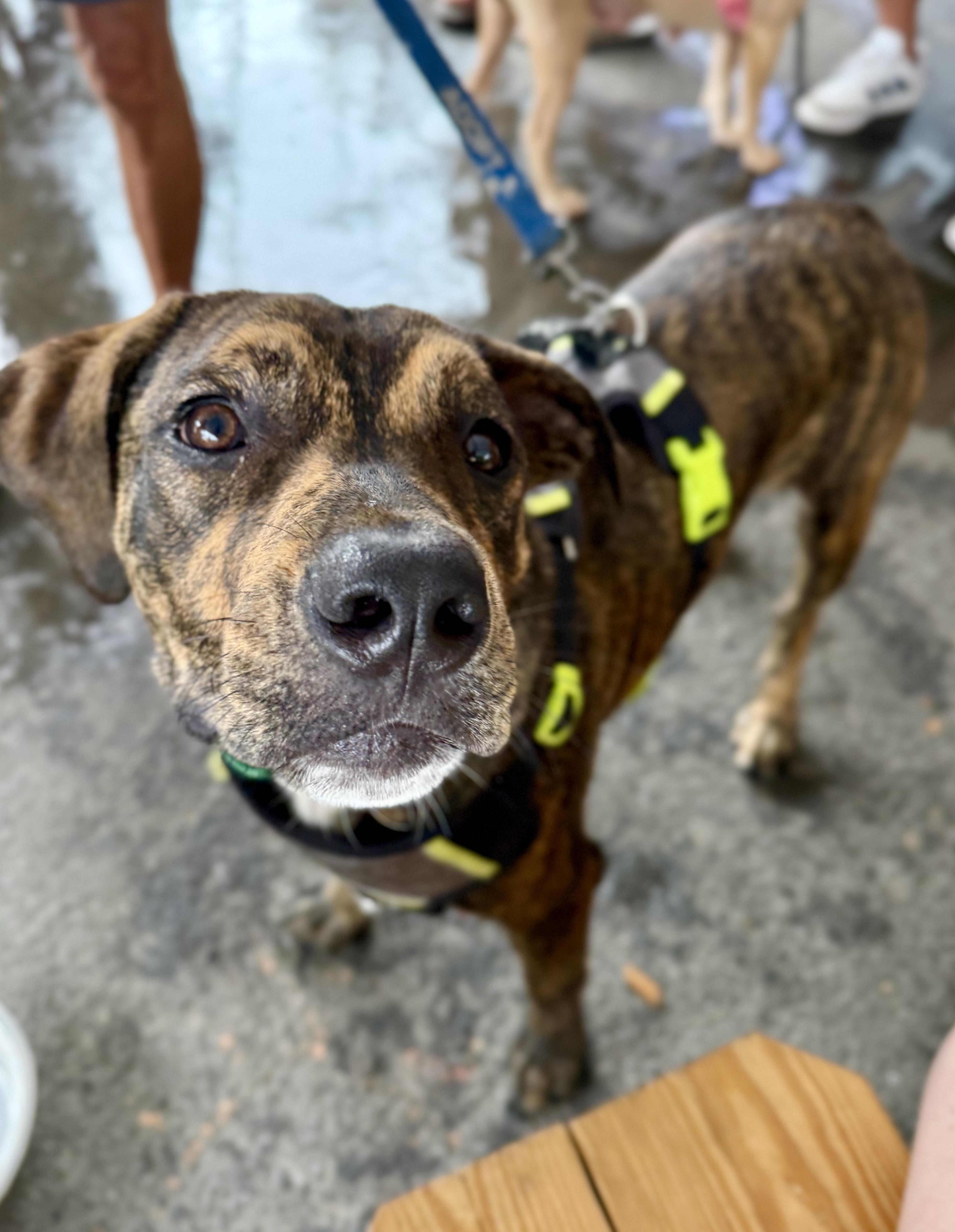 Enlarge Winston, a ADOPTABLE mixed breed in Avondale, PA image 5/6