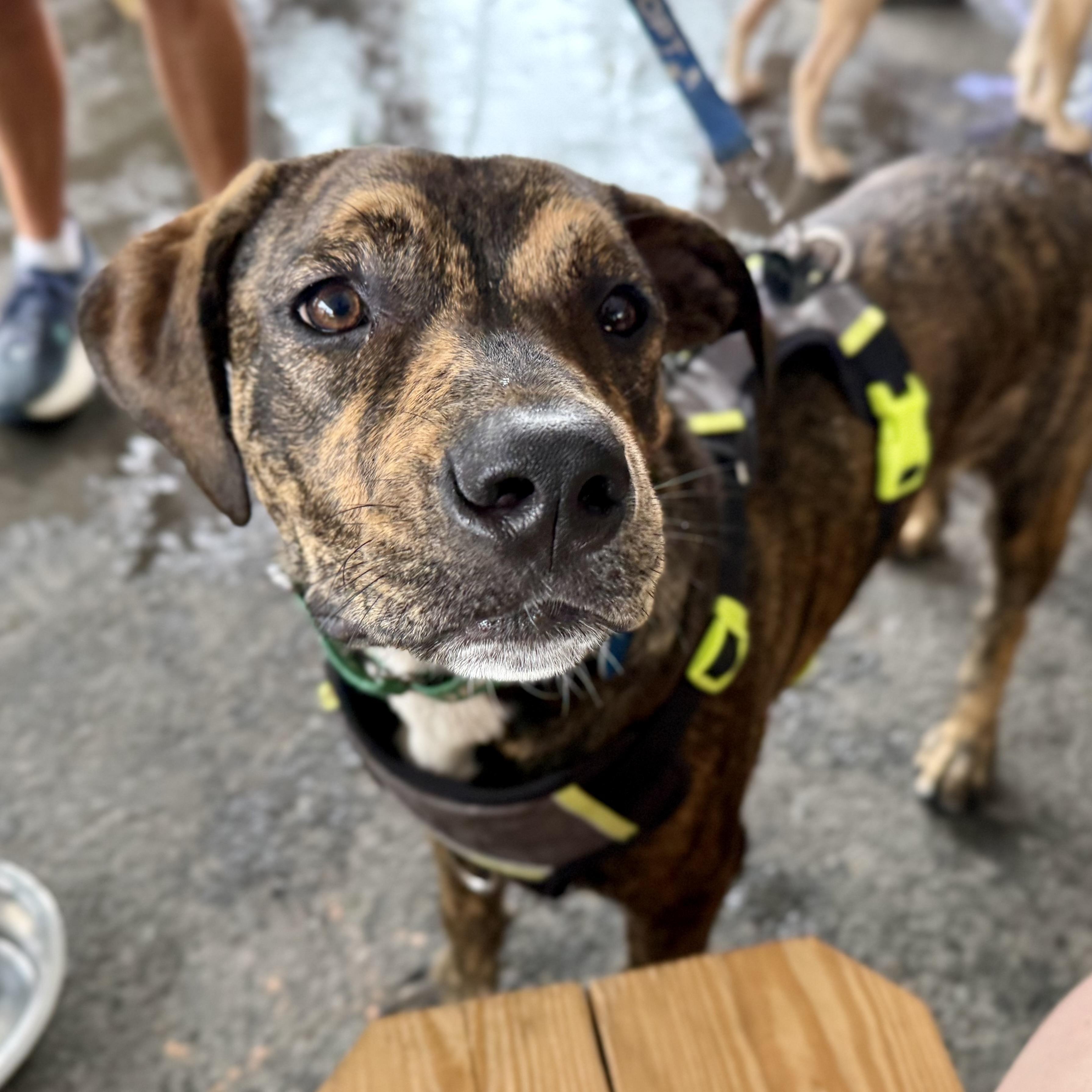 Enlarge Winston, a ADOPTABLE mixed breed in Avondale, PA image 1/6