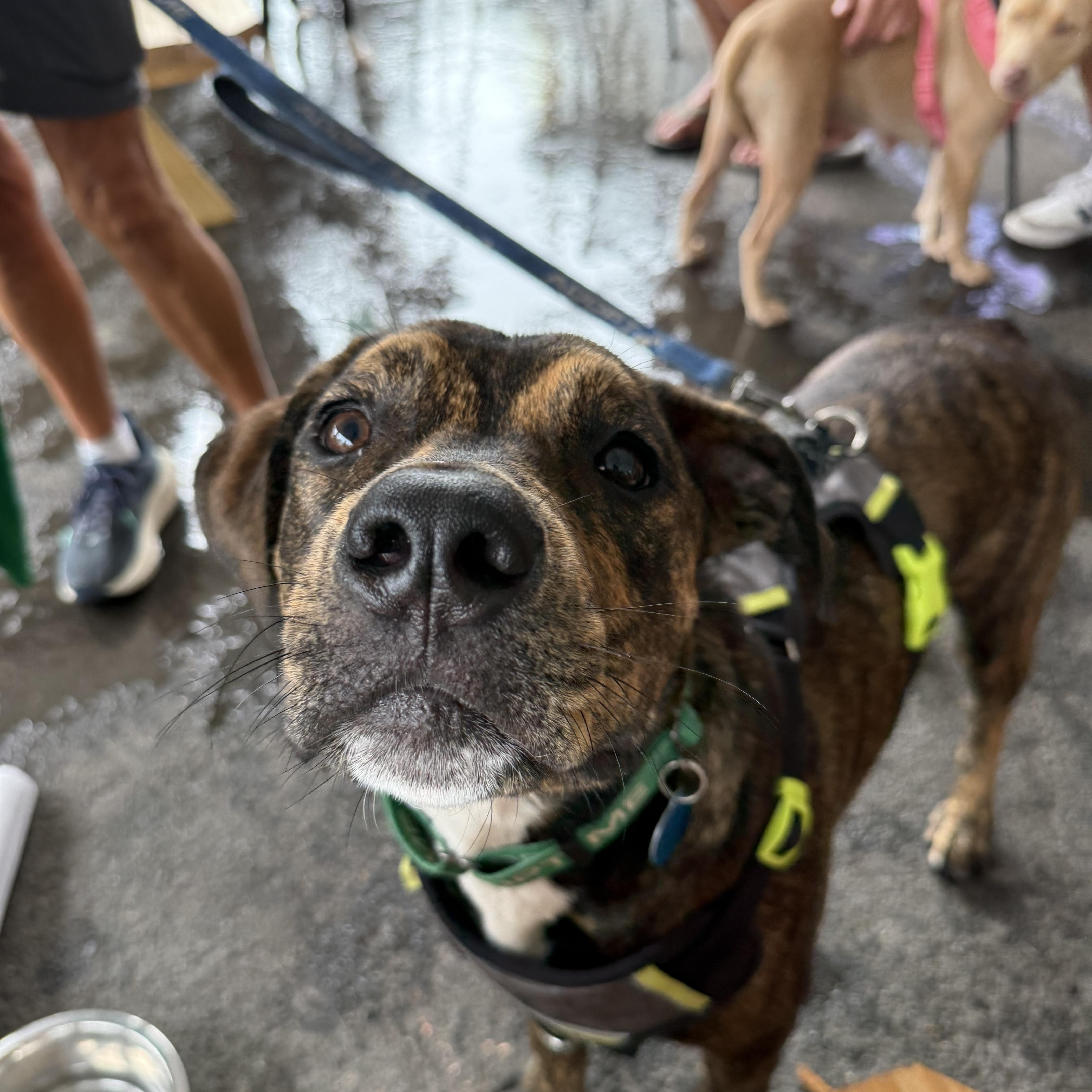 Enlarge Winston, a ADOPTABLE mixed breed in Avondale, PA image 2/6
