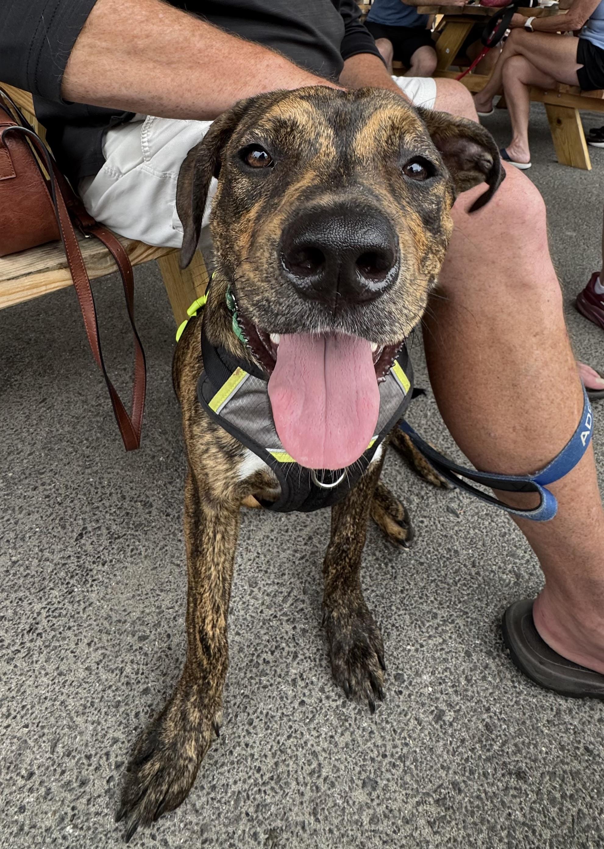 Enlarge Winston, a ADOPTABLE mixed breed in Avondale, PA image 3/6