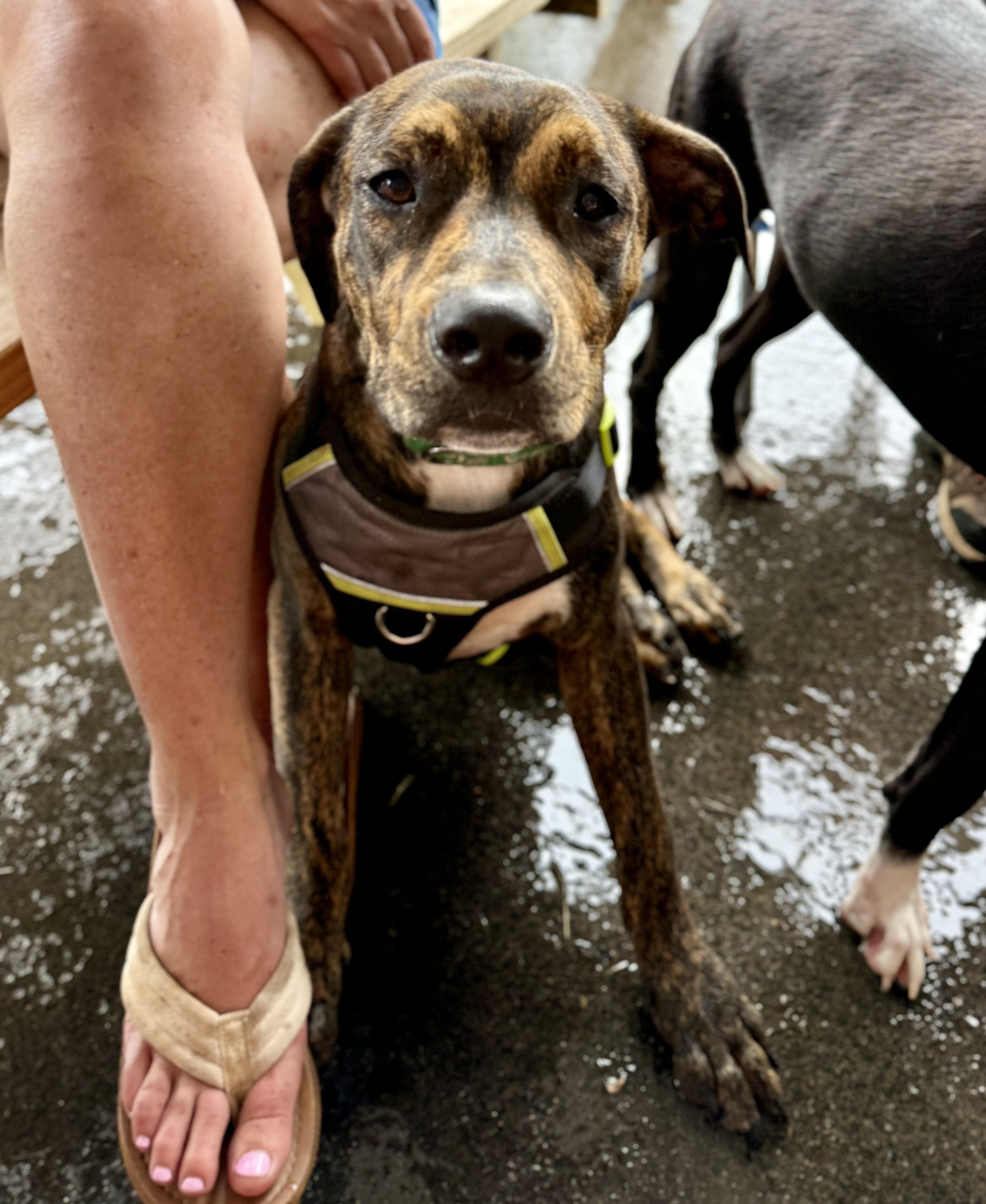 Enlarge Winston, a ADOPTABLE mixed breed in Avondale, PA image 4/6