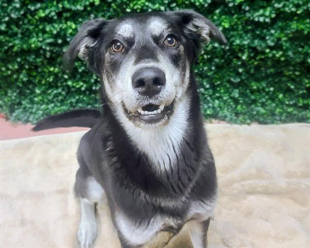 LUNA, Adoptable, Young Female German Shepherd Dog & Mixed Breed.