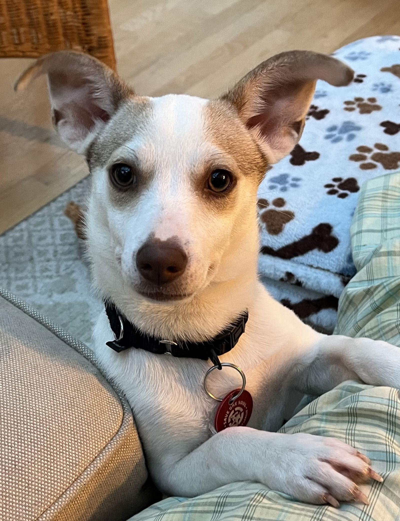 Enlarge Hatti Havana *LOCAL*, a Adoptable mixed breed in Wakefield, RI image 1/3