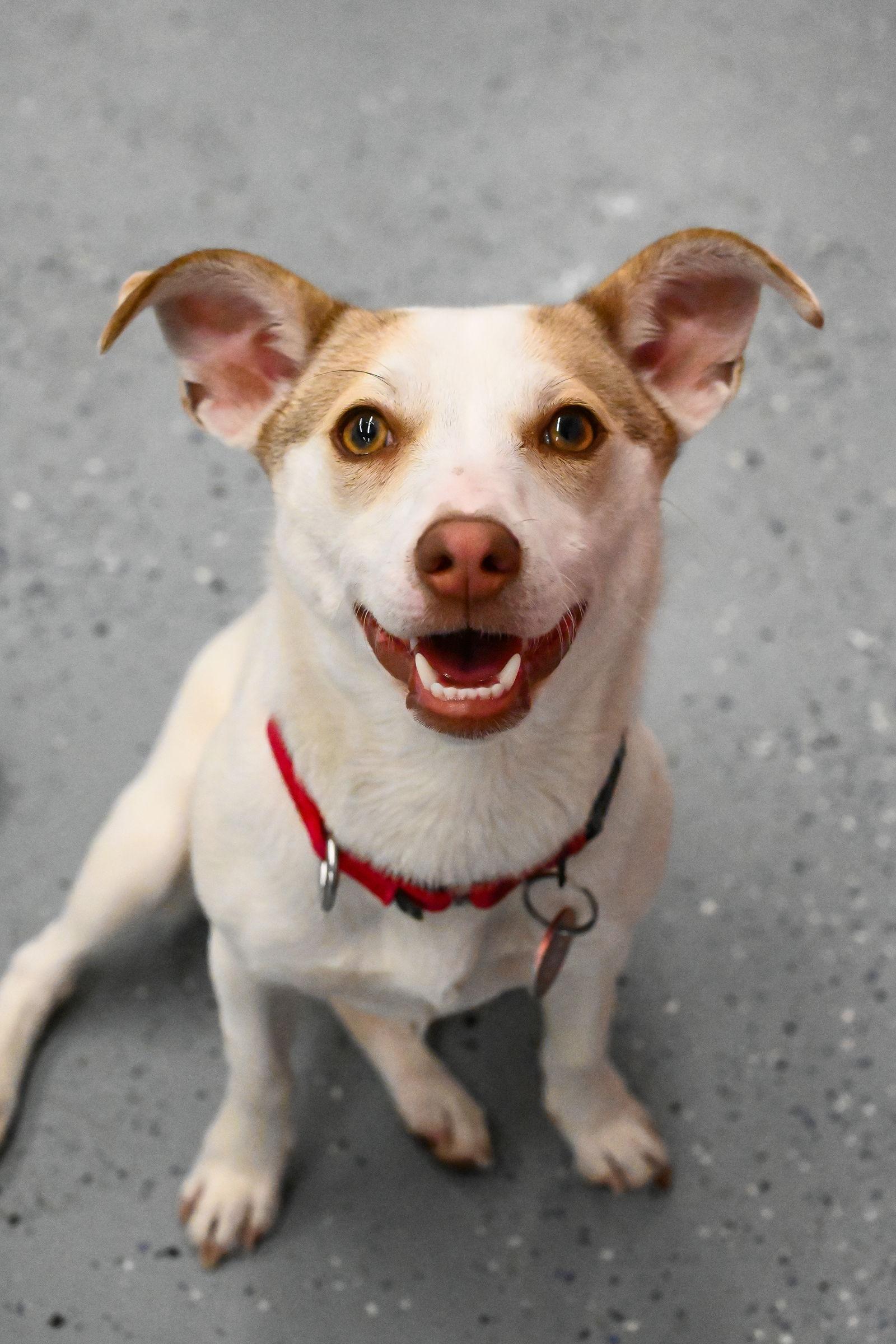 Hatti Havana *LOCAL*, Adoptable, Young Female Chihuahua & Dachshund.