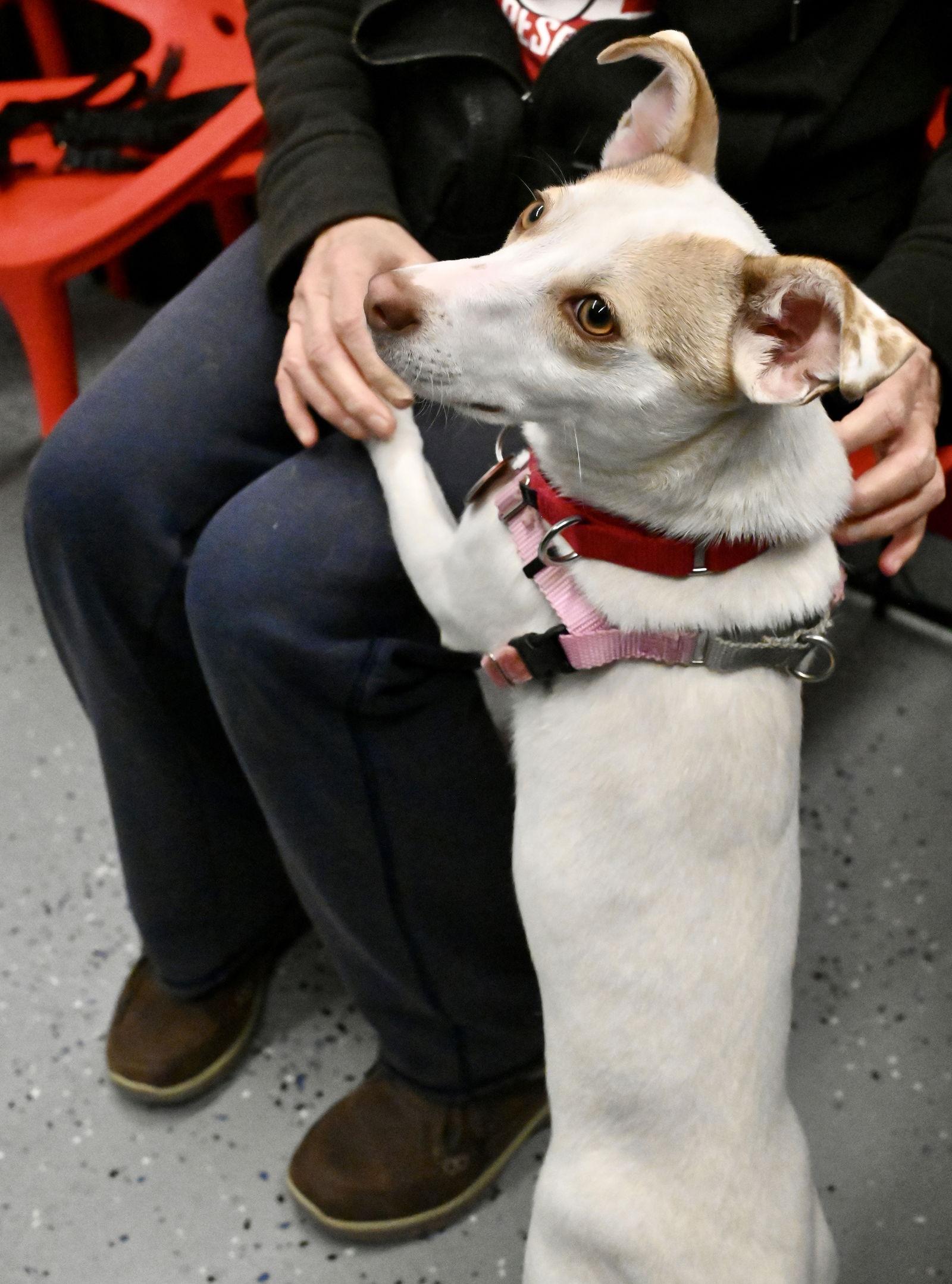 Hatti Havana Local thumbnail 3