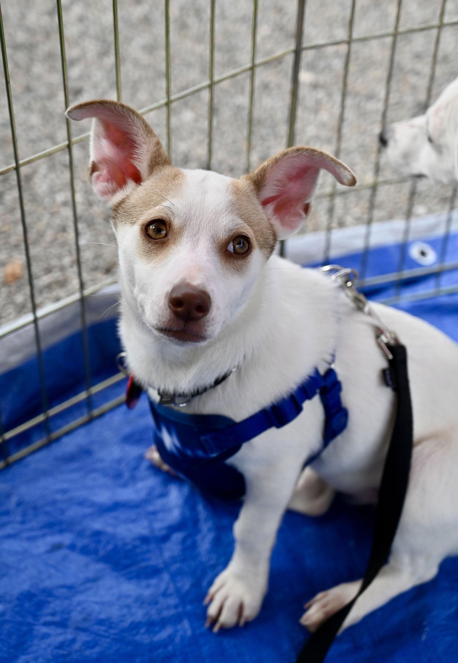 Enlarge Hatti Havana *LOCAL*, a Adoptable mixed breed in Wakefield, RI image 2/3