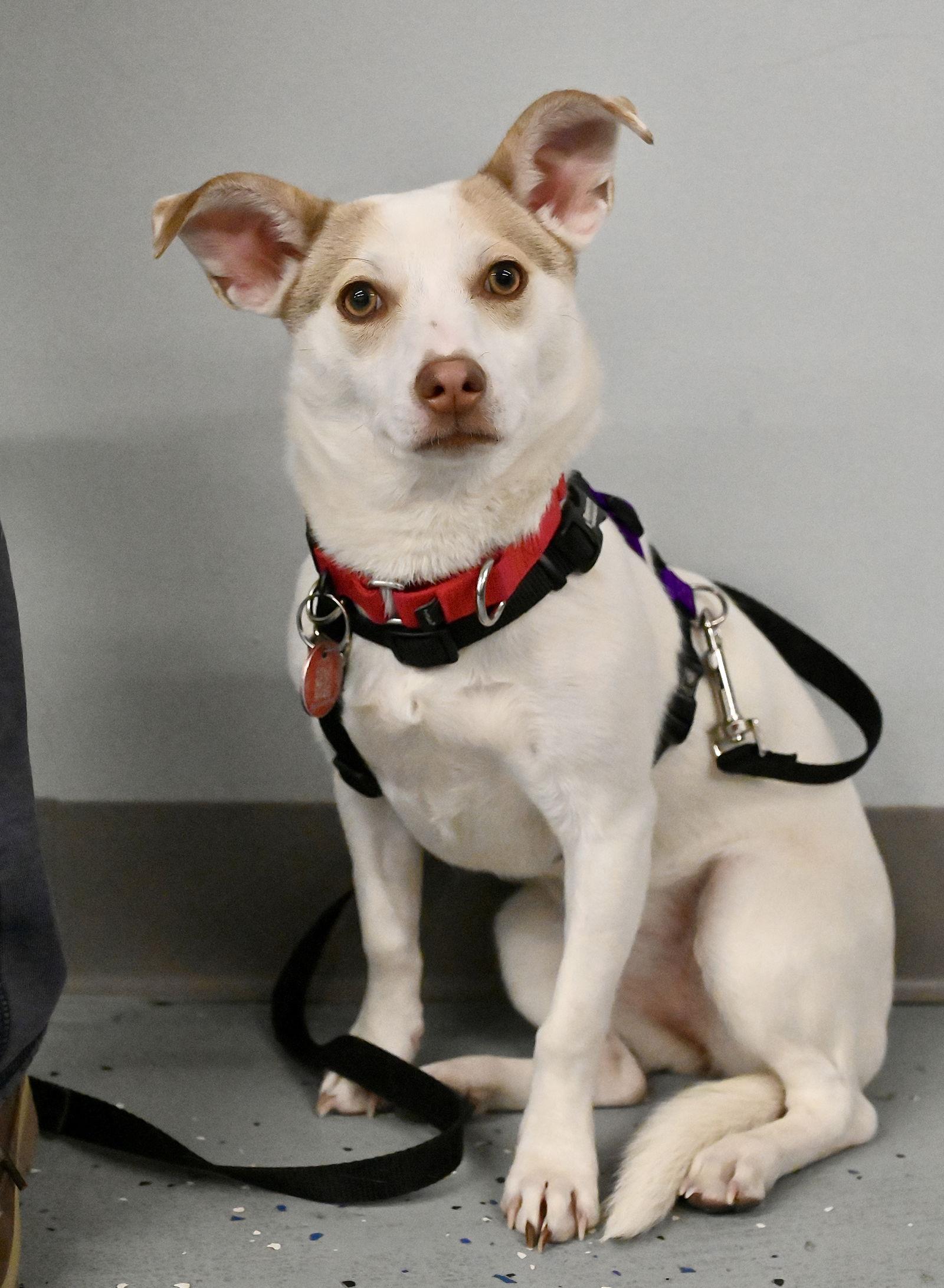 Hatti Havana Local thumbnail 4