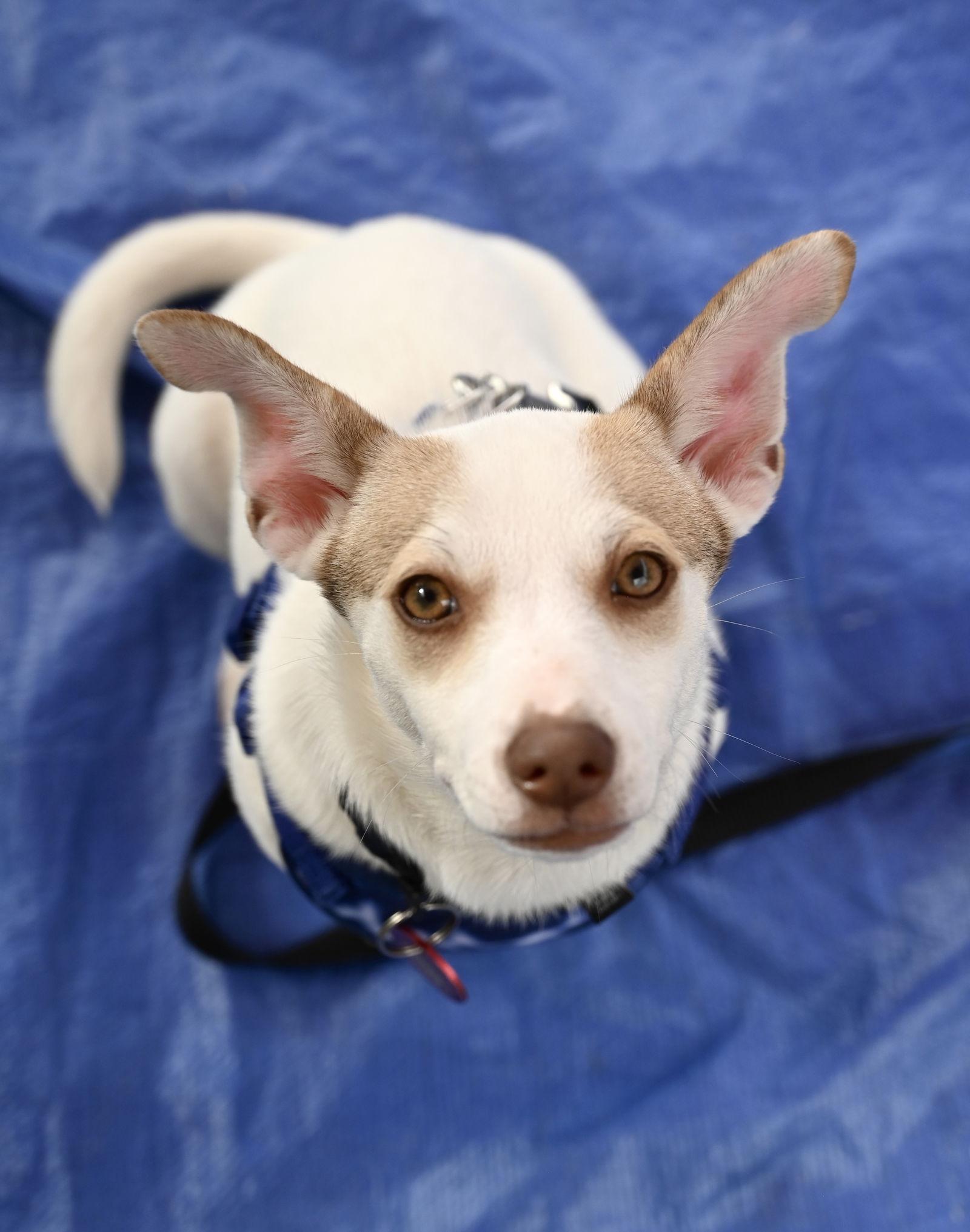 Enlarge Hatti Havana *LOCAL*, a Adoptable mixed breed in Wakefield, RI image 3/3