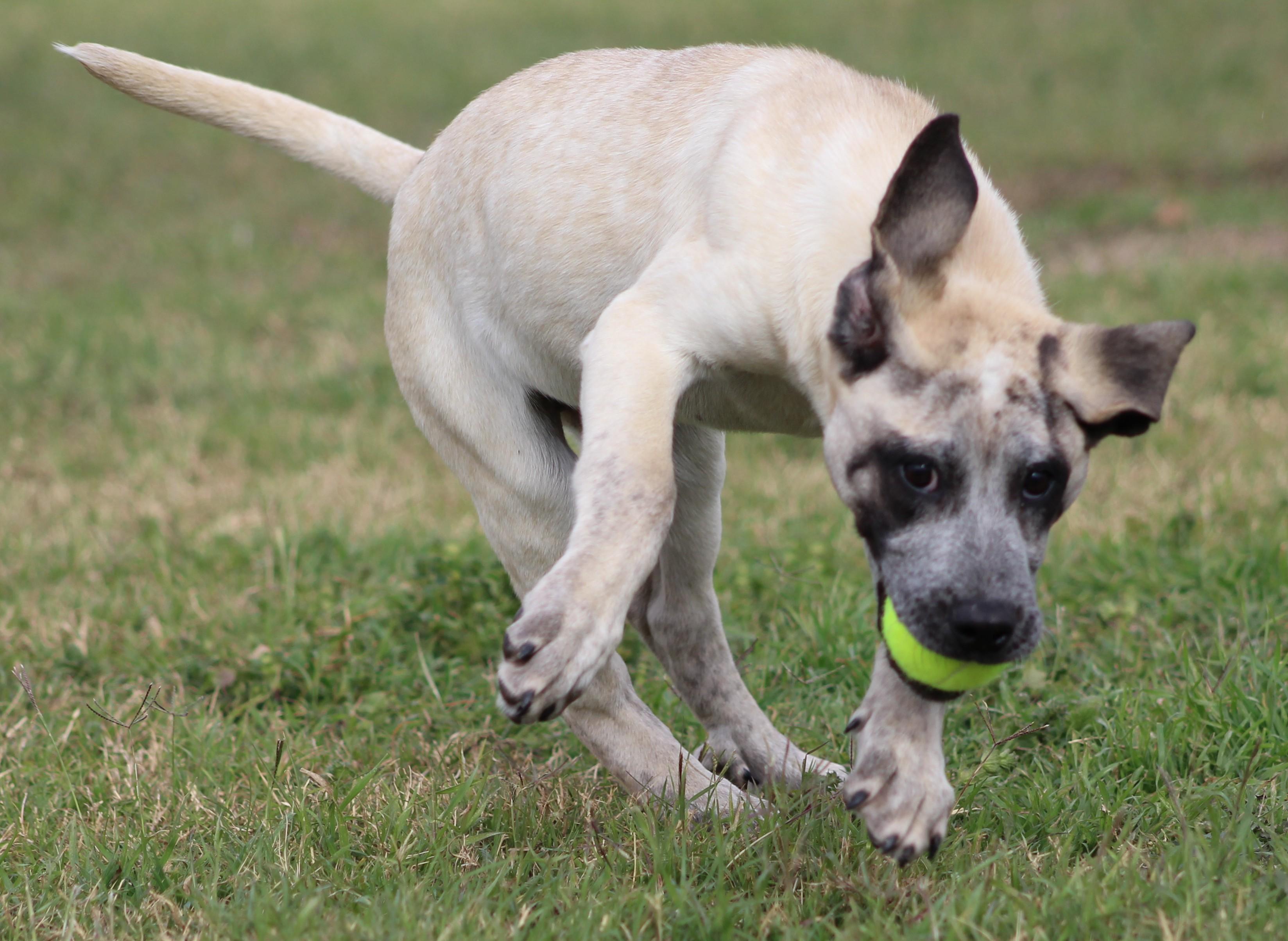 Bliss, an adopted mixed breed in Temple, TX image 3/5