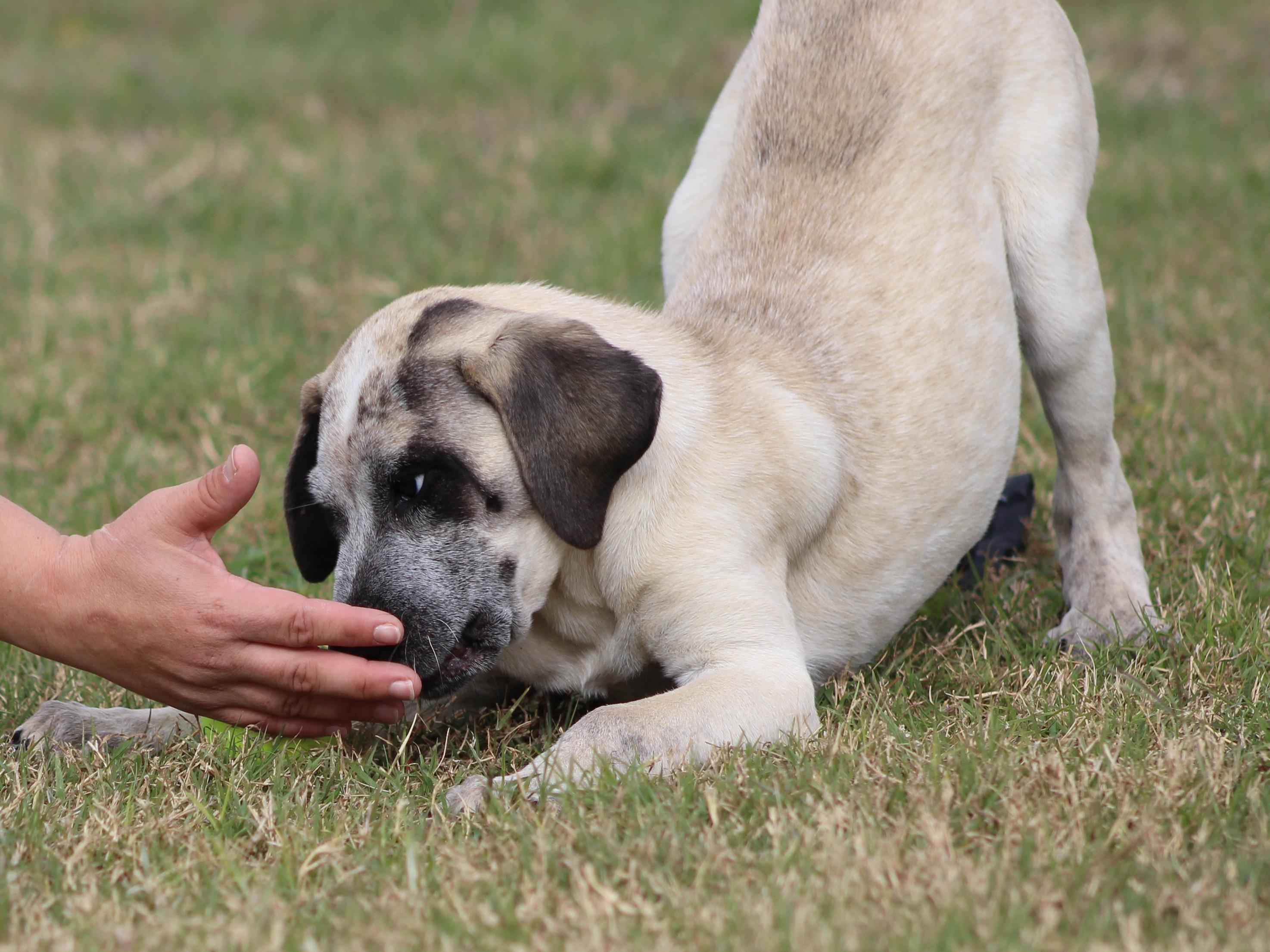 Bliss, an adopted mixed breed in Temple, TX image 4/5