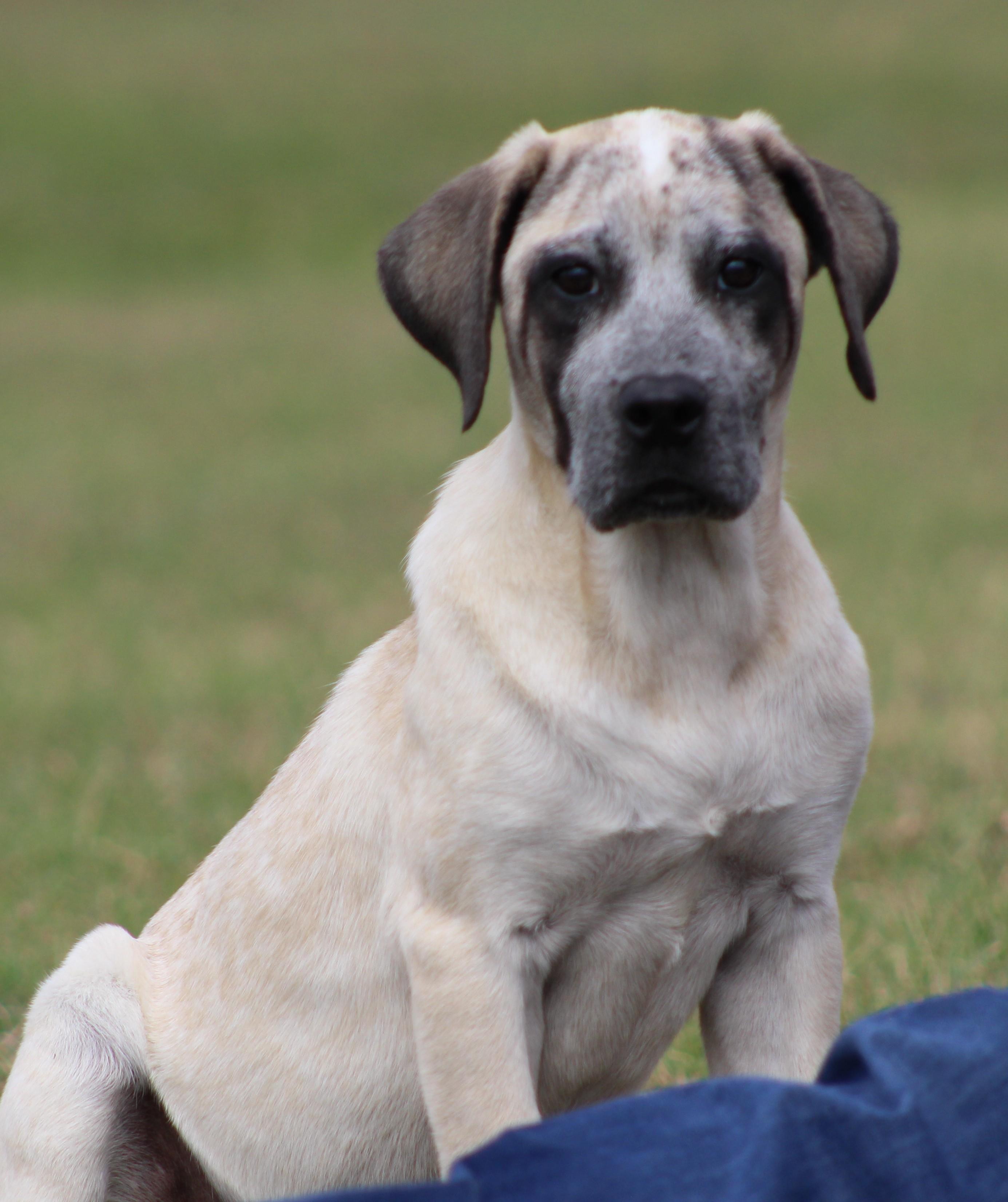 Bliss, an adopted mixed breed in Temple, TX image 1/5