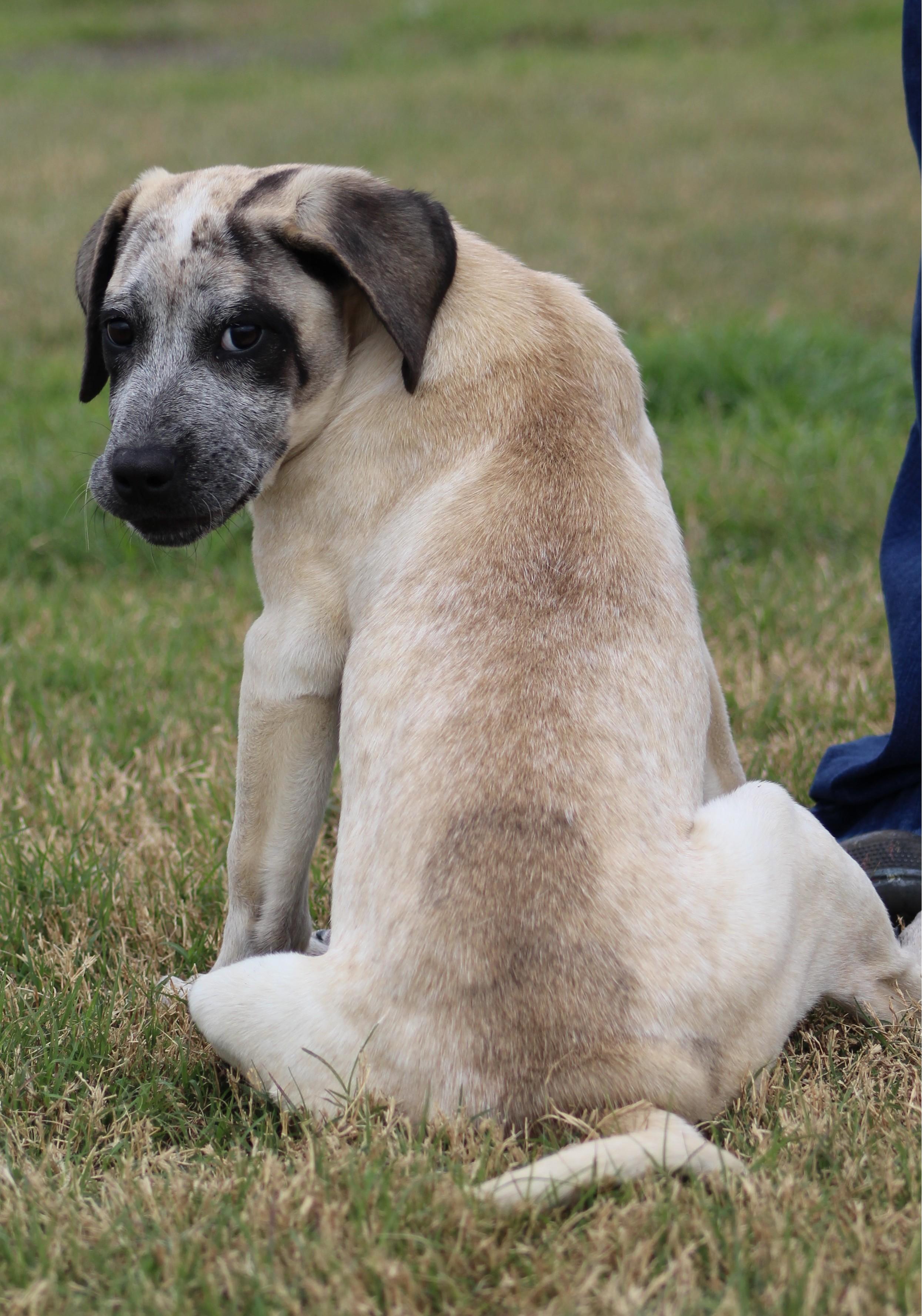 Bliss, an adopted mixed breed in Temple, TX image 5/5