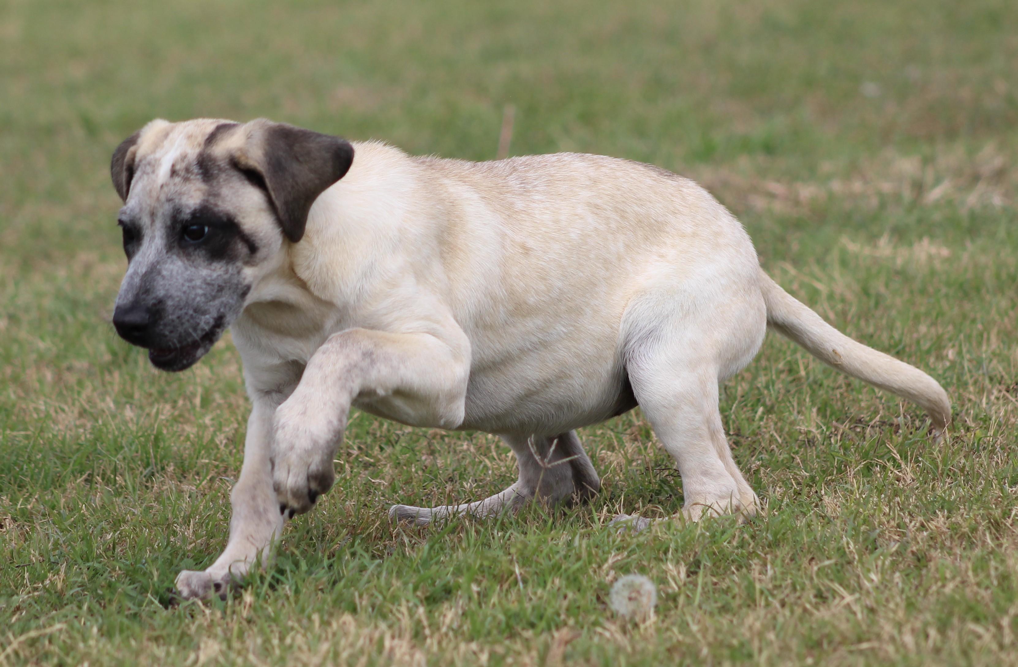 Bliss, an adopted mixed breed in Temple, TX image 2/5