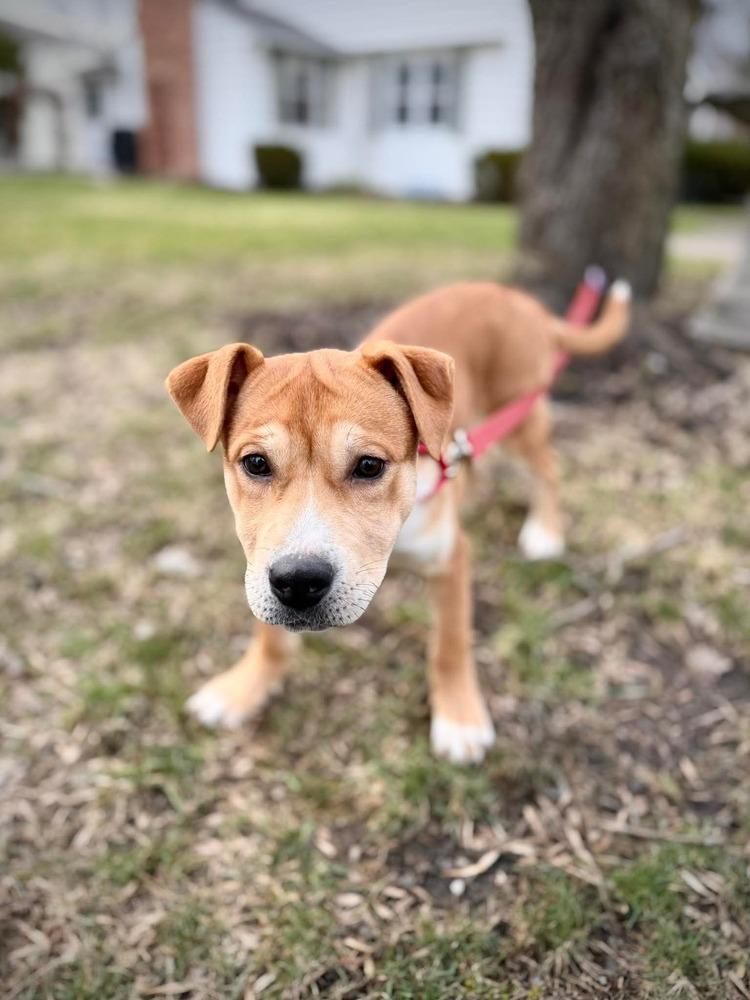 Wonton, Adoptable, Puppy Female Mixed Breed.