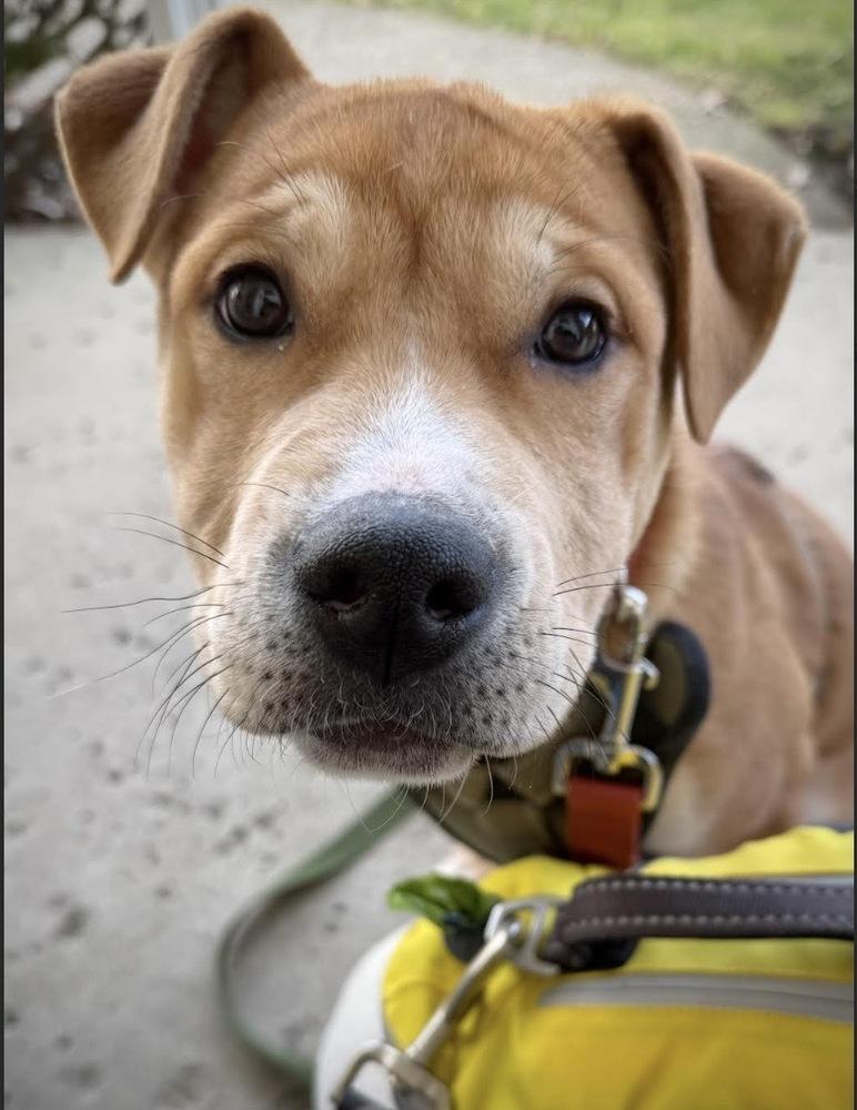 Enlarge Wonton, a Adoptable mixed breed in Alden, NY image 2/3