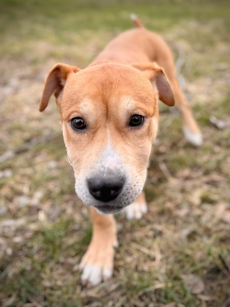 Enlarge Wonton, a Adoptable mixed breed in Alden, NY image 3/3