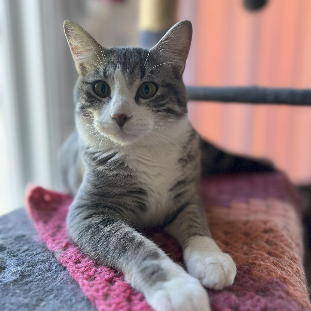 Bulldog, Adoptable, Young Male Domestic Short Hair.