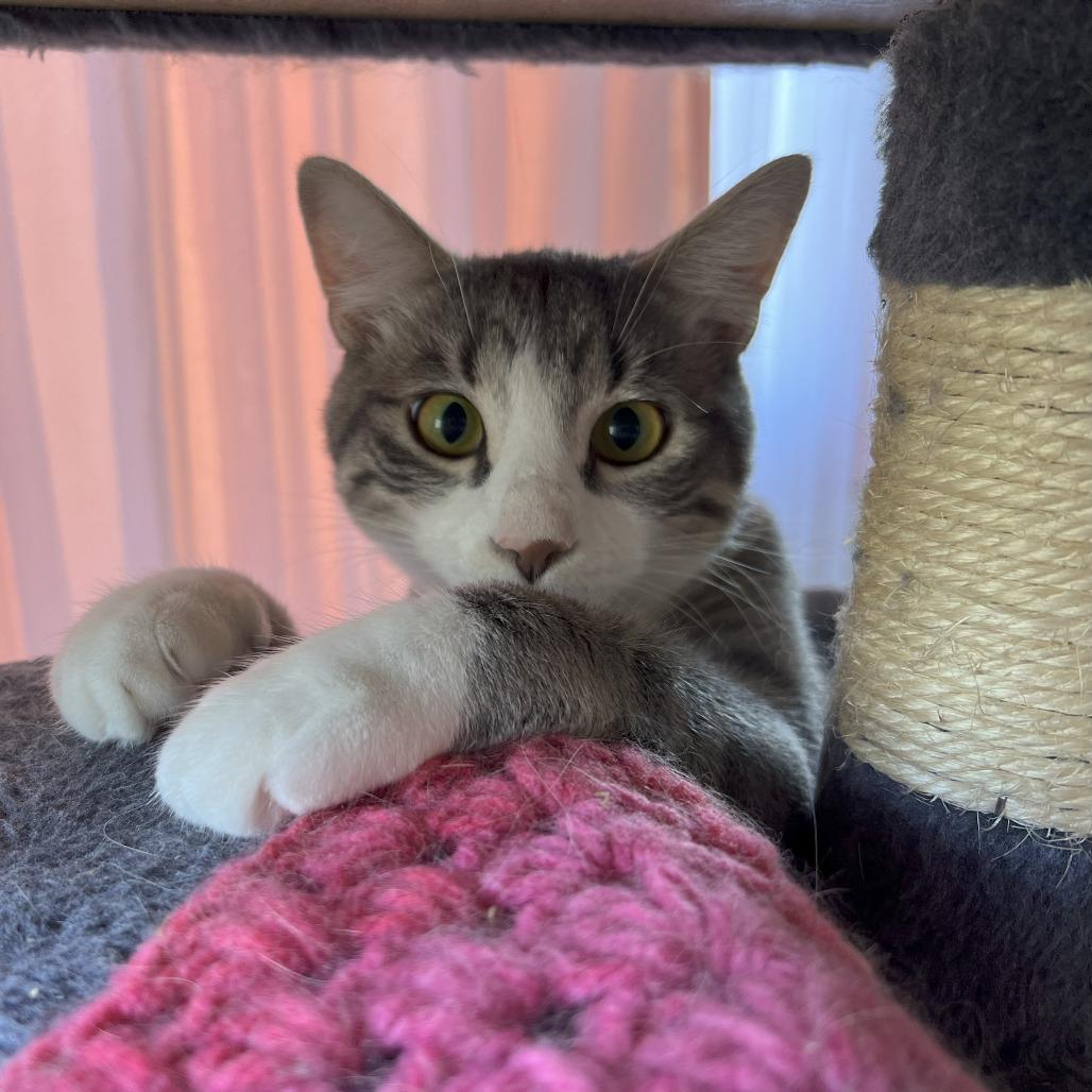 Bulldog, a Adoptable Domestic Short Hair in Lions Bay, BC image 2/4