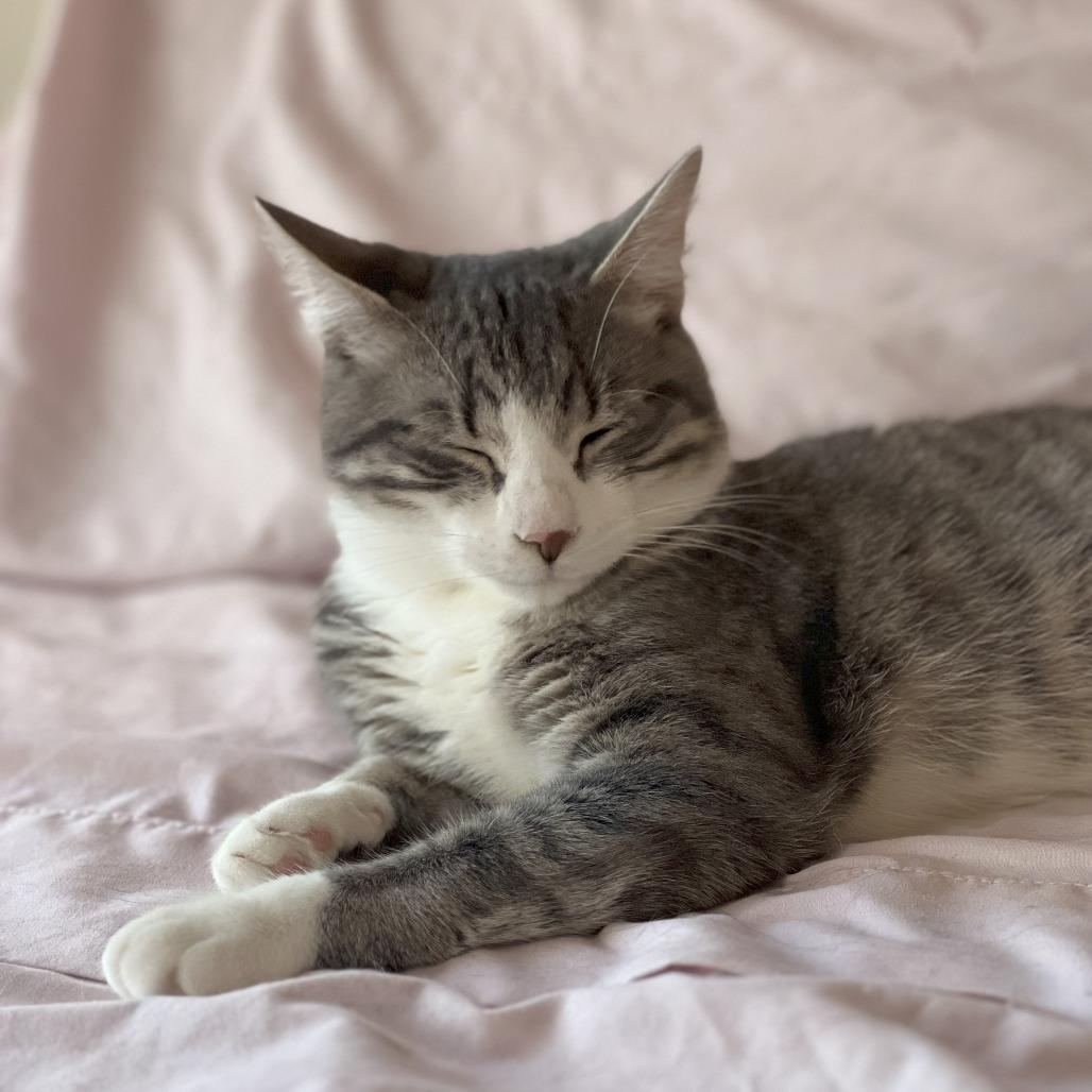 Bulldog, a Adoptable Domestic Short Hair in Lions Bay, BC image 3/4