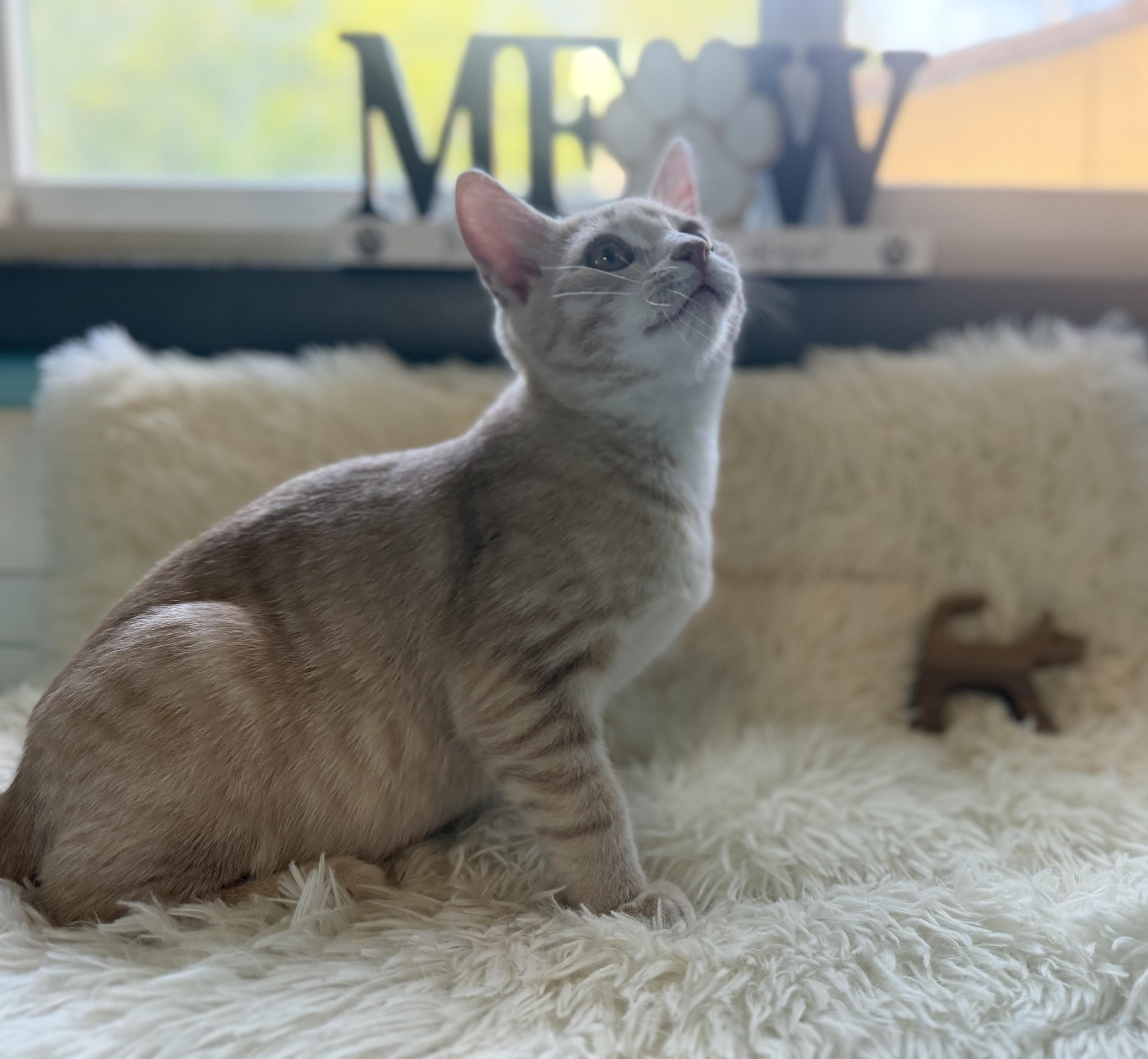 Moonstone, Adopted, Young Female Domestic Short Hair.