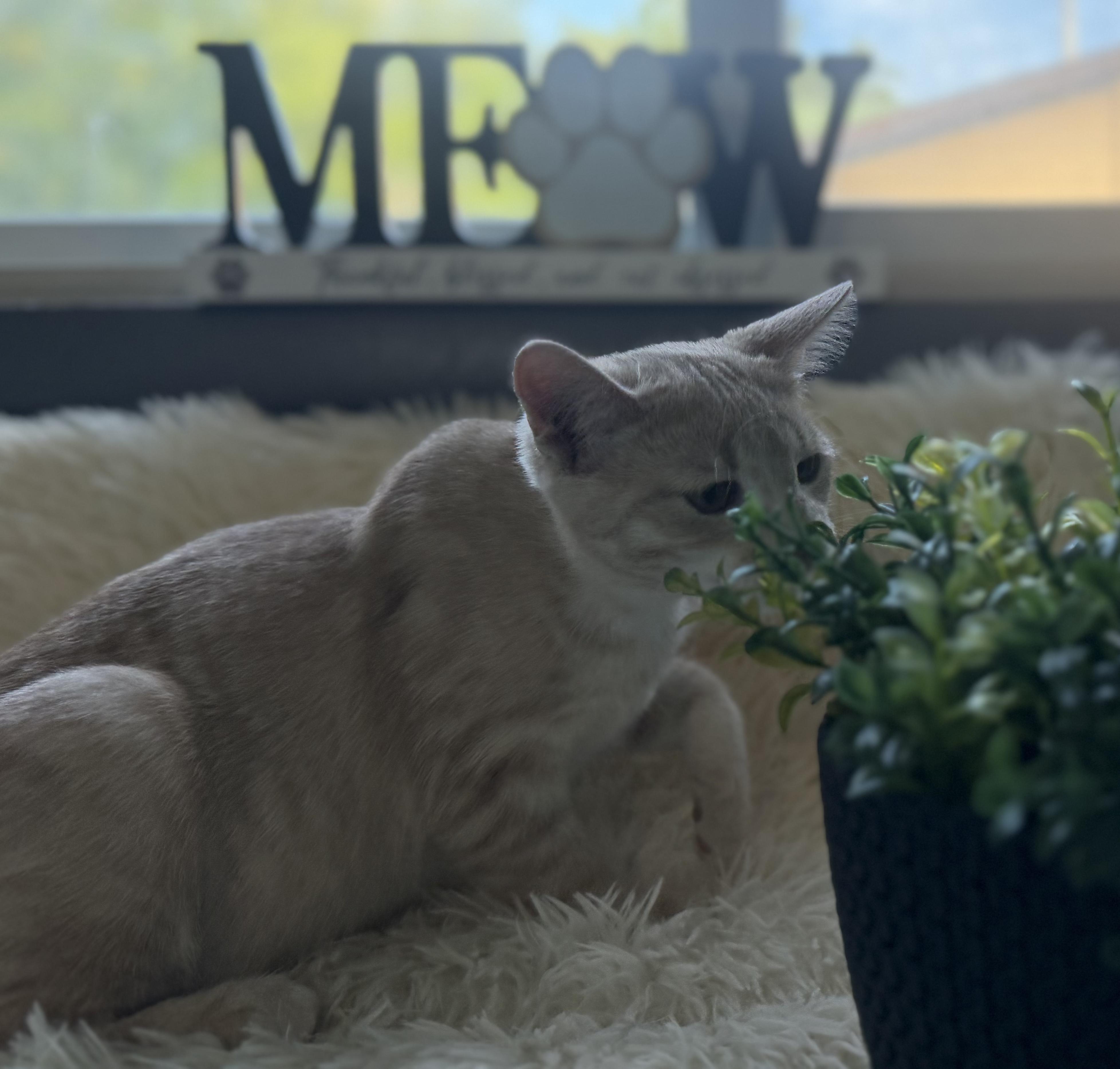 Enlarge Moonstone, a Adopted Domestic Short Hair in Mears, MI image 2/2