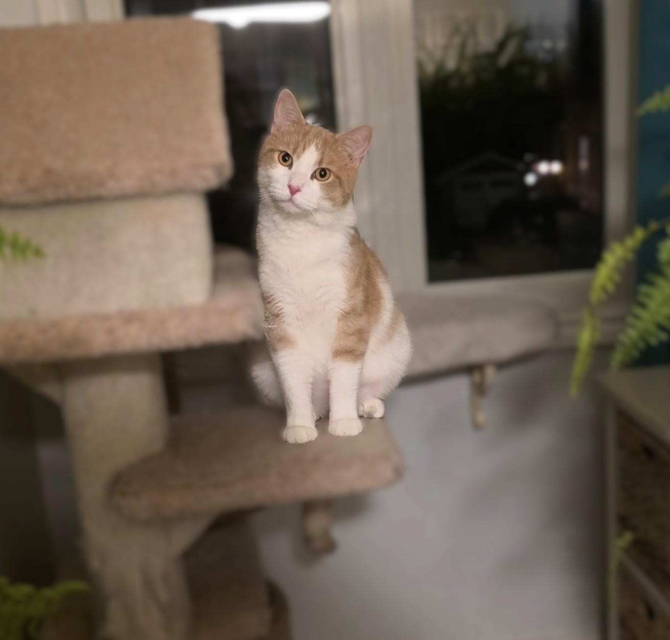 Pearson, a Adoptable Domestic Short Hair in Hamilton, ON image 4/4