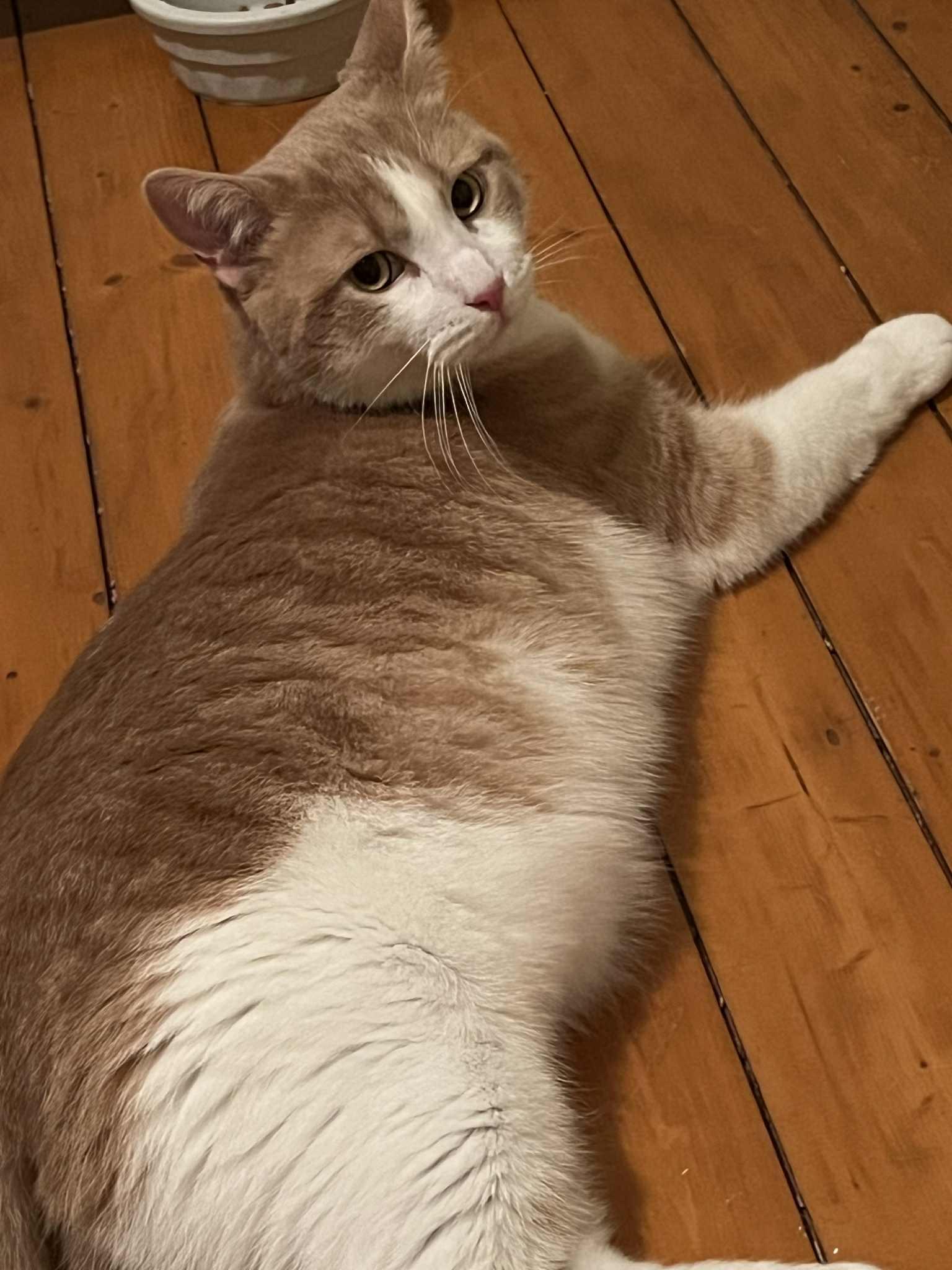 Pearson, a Adoptable Domestic Short Hair in Hamilton, ON image 2/4