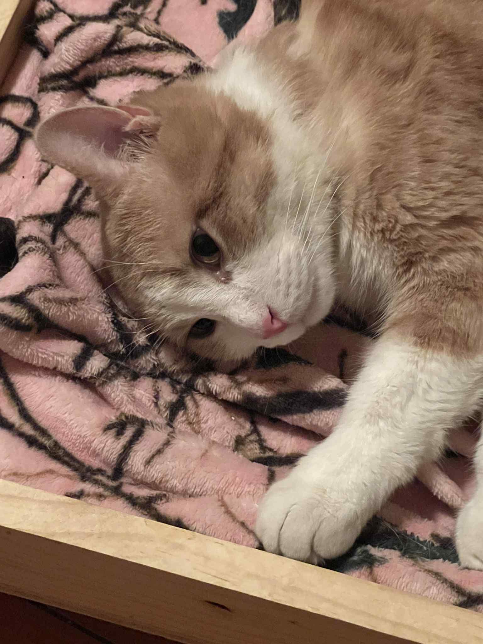 Pearson, a Adoptable Domestic Short Hair in Hamilton, ON image 3/4