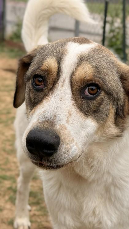 Enlarge Popeye, a Adoptable mixed breed in Balch Springs, TX image 2/3