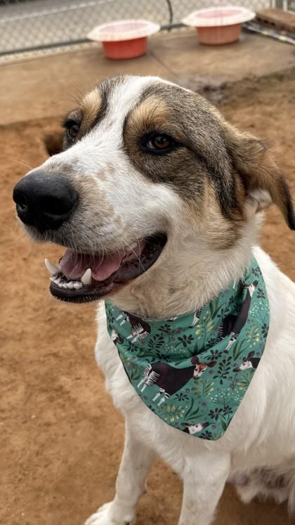 Enlarge Popeye, a Adoptable mixed breed in Balch Springs, TX image 3/3