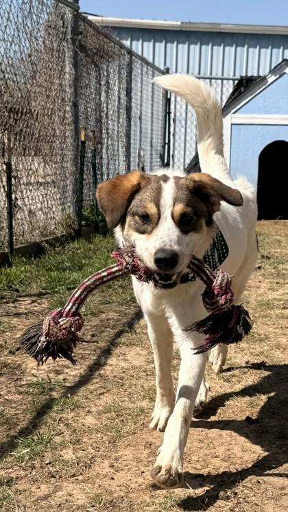 Enlarge Popeye, a Adoptable mixed breed in Balch Springs, TX image 1/3