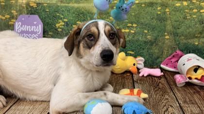 Enlarge Popeye, a Adoptable mixed breed in Balch Springs, TX image 2/3